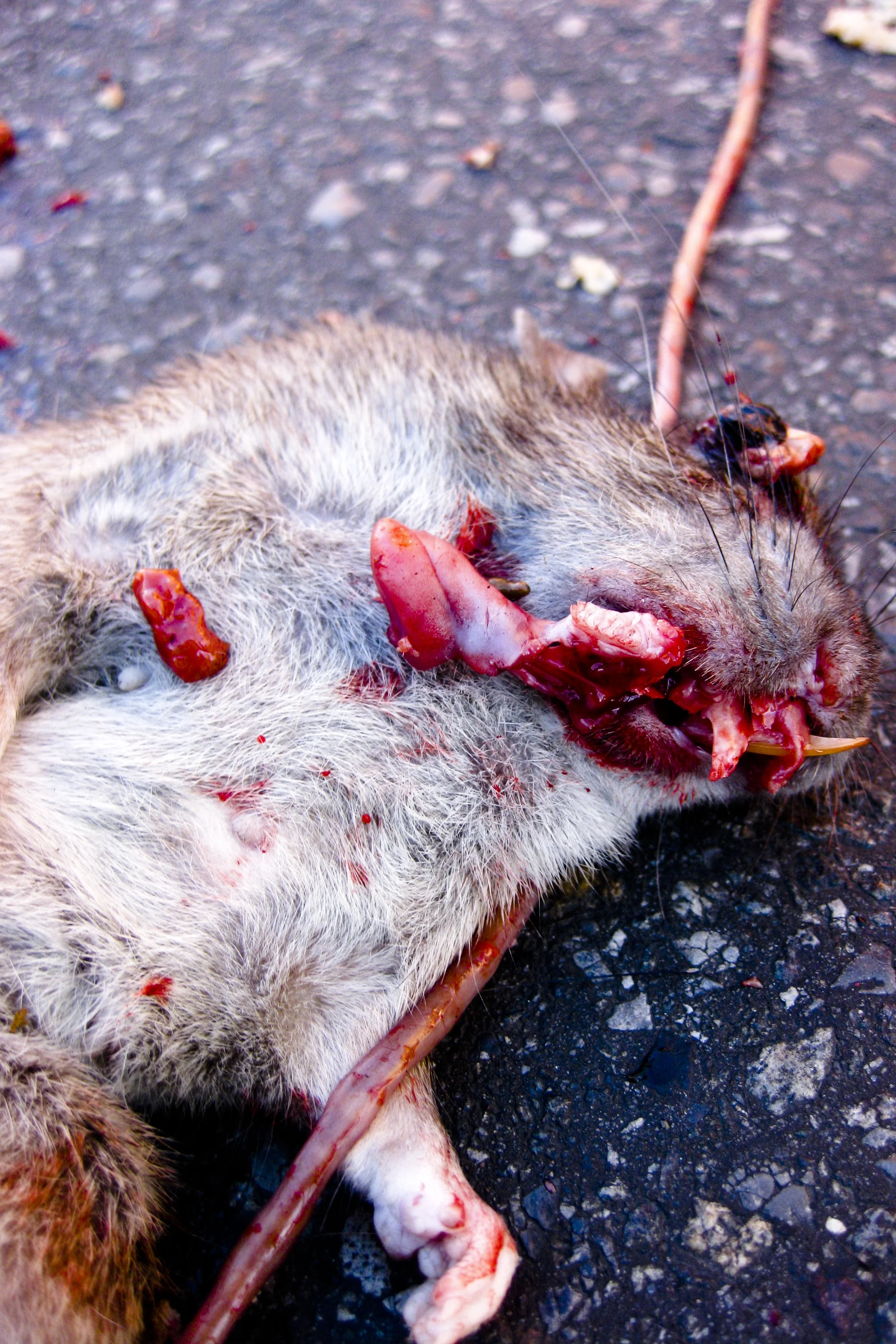 Dead Rat November 2013.JPG