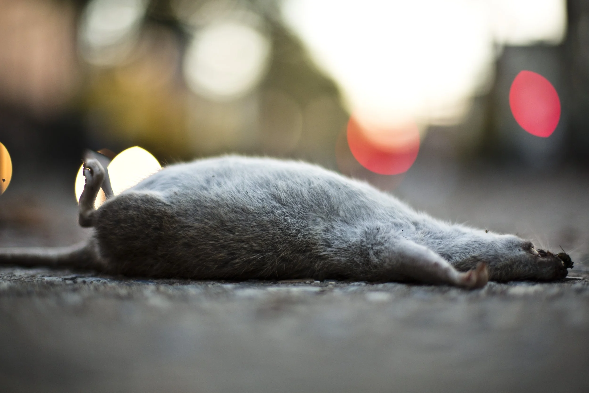 Dead Rat October 2014 2.JPG
