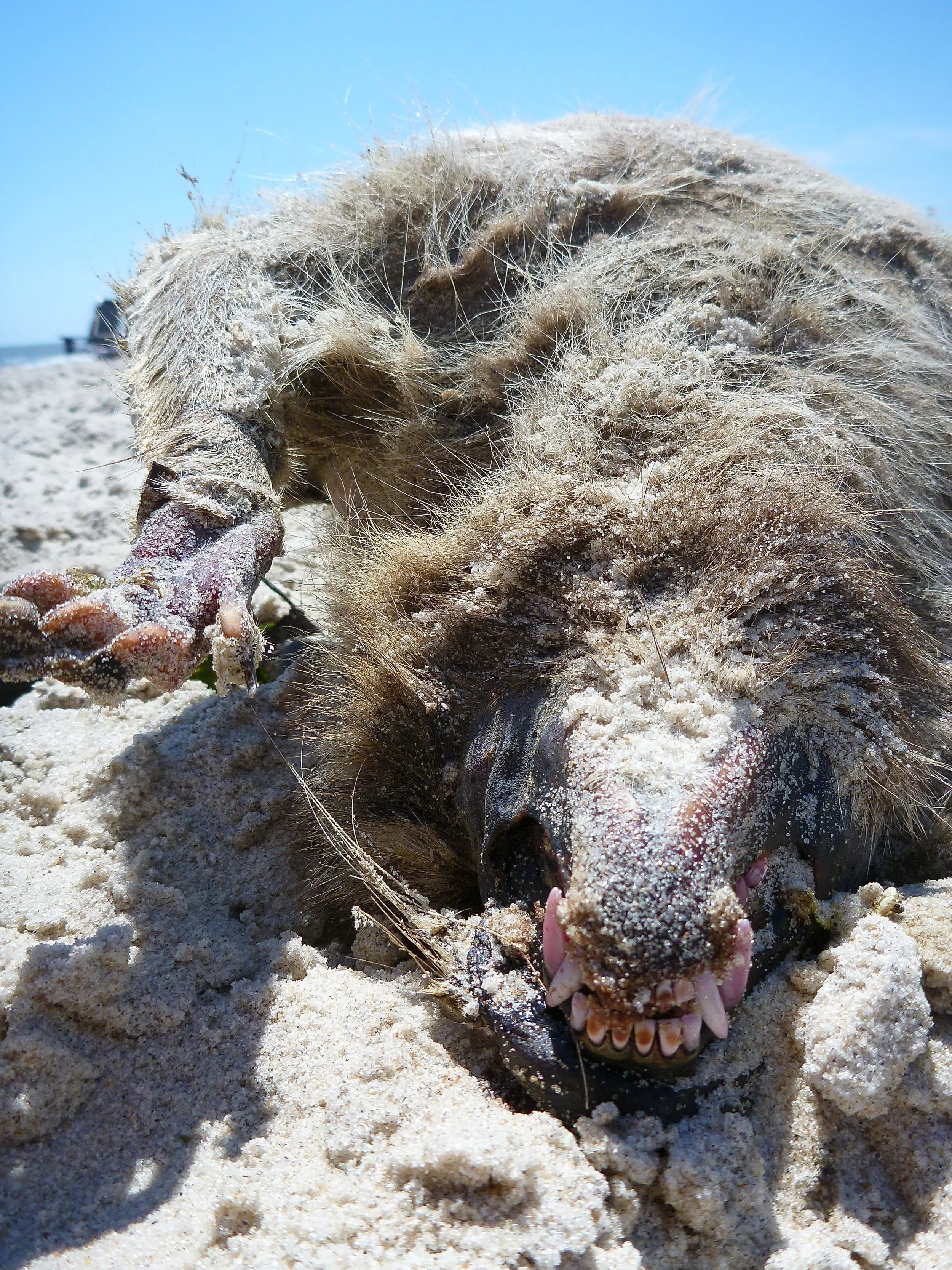 Fire Island Pines June 15-17 2012 184; Dead Racoon Beach.JPG