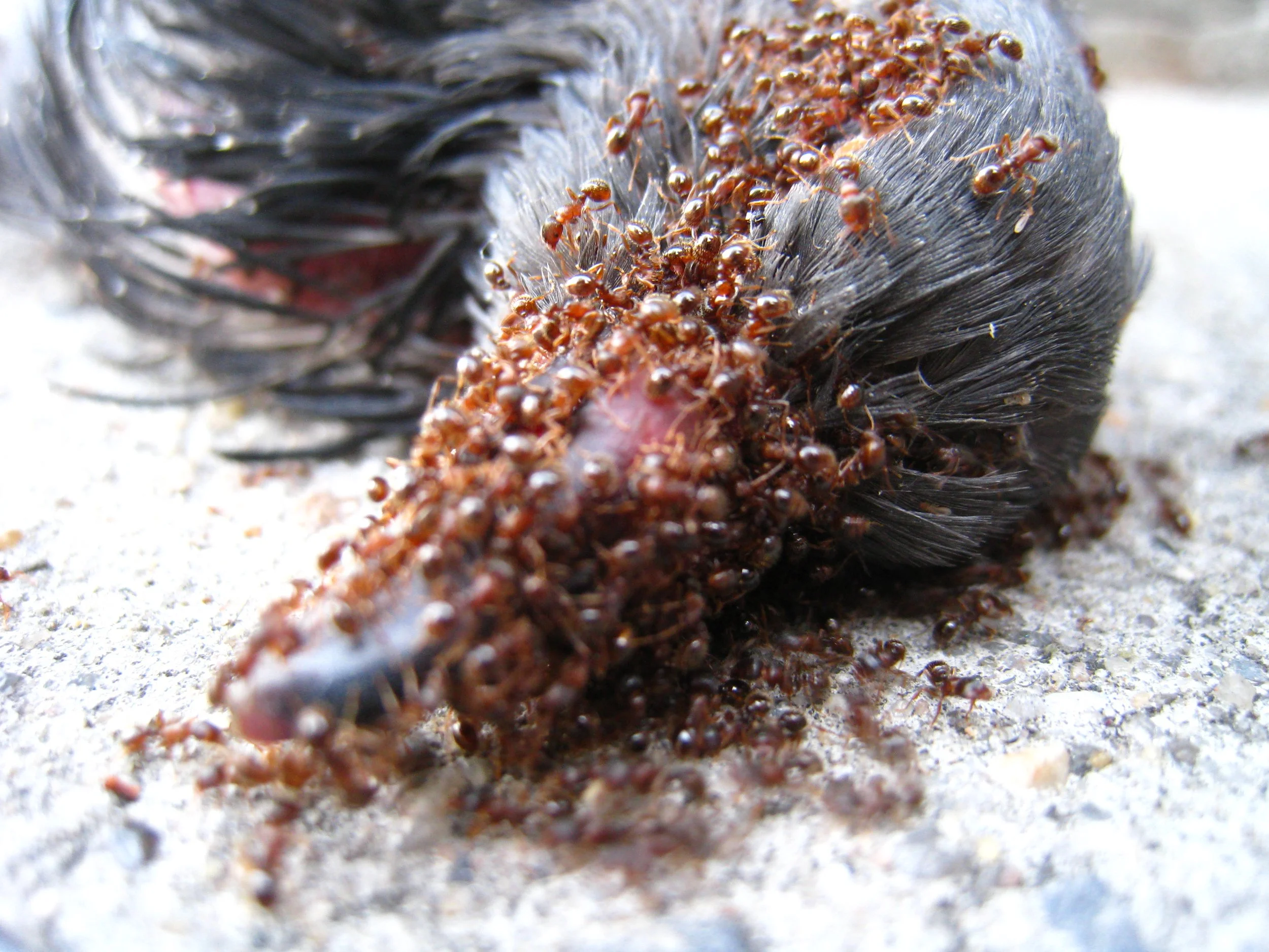 New York Still Life; Macro Of Dead Pigeon Being Eaten By Ants 2.JPG