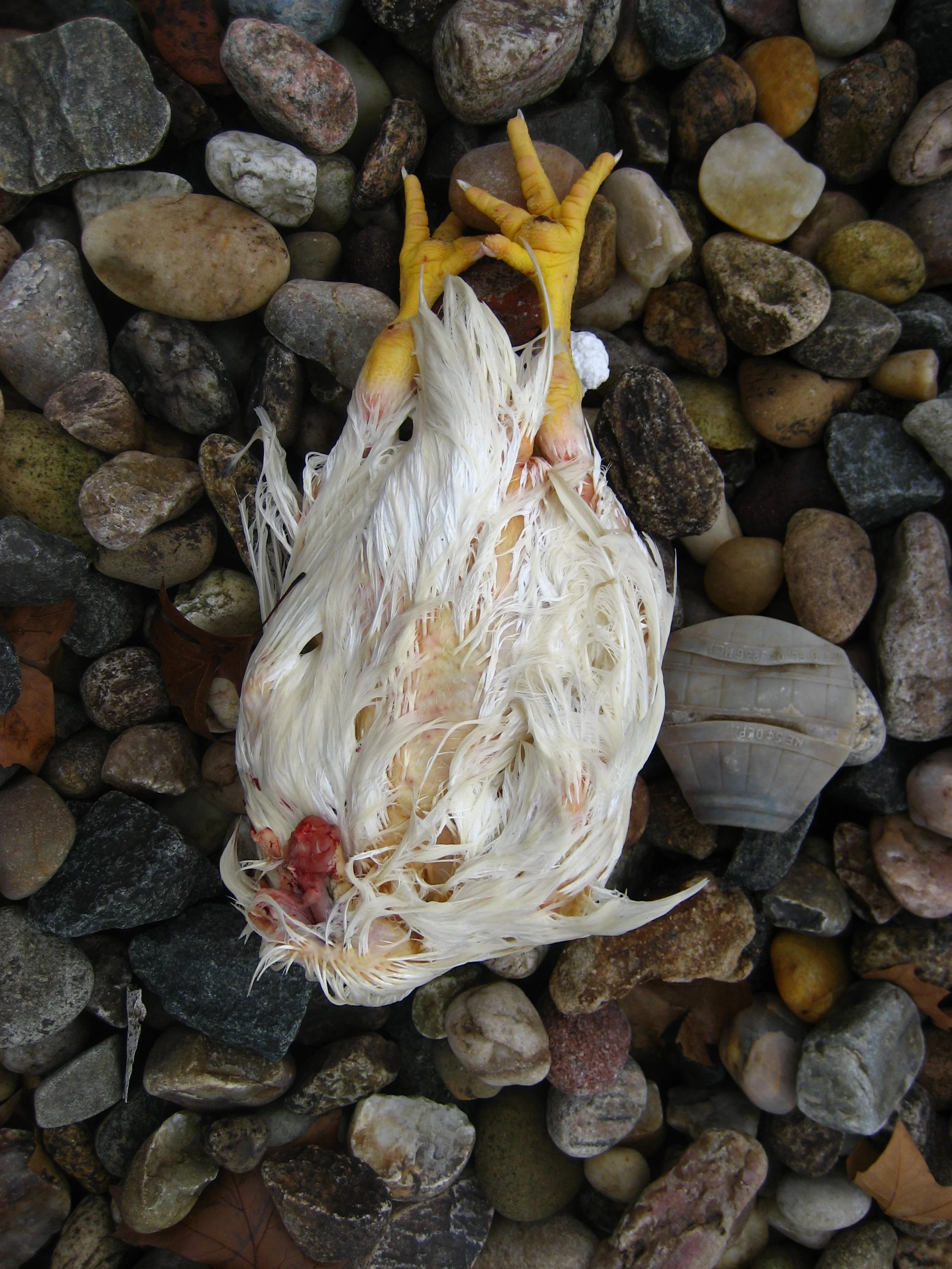 Community Service; Dead Headless Chicken at Community Service 1.JPG