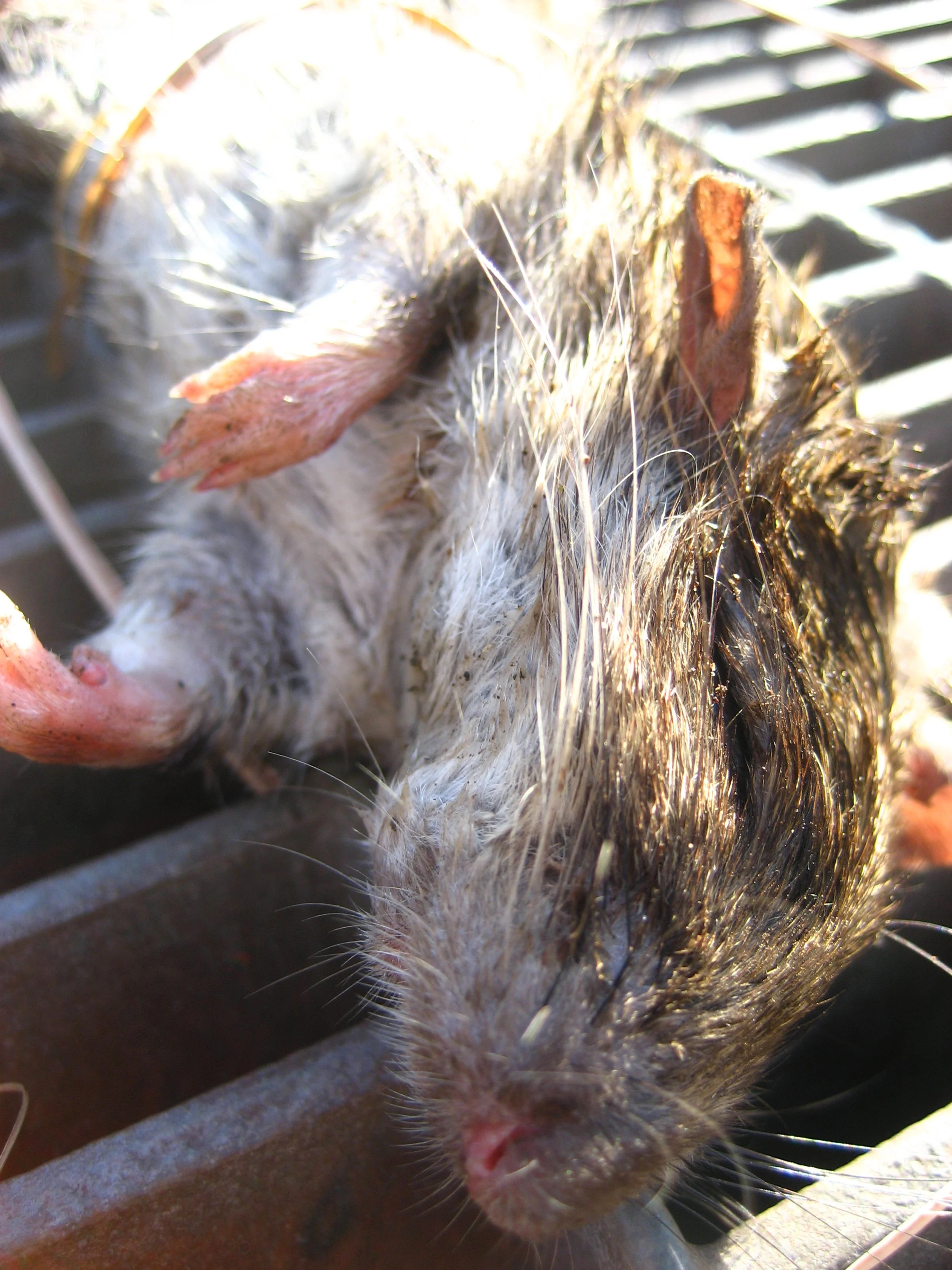 Community Service; Dead Rat At Community Service 3.JPG