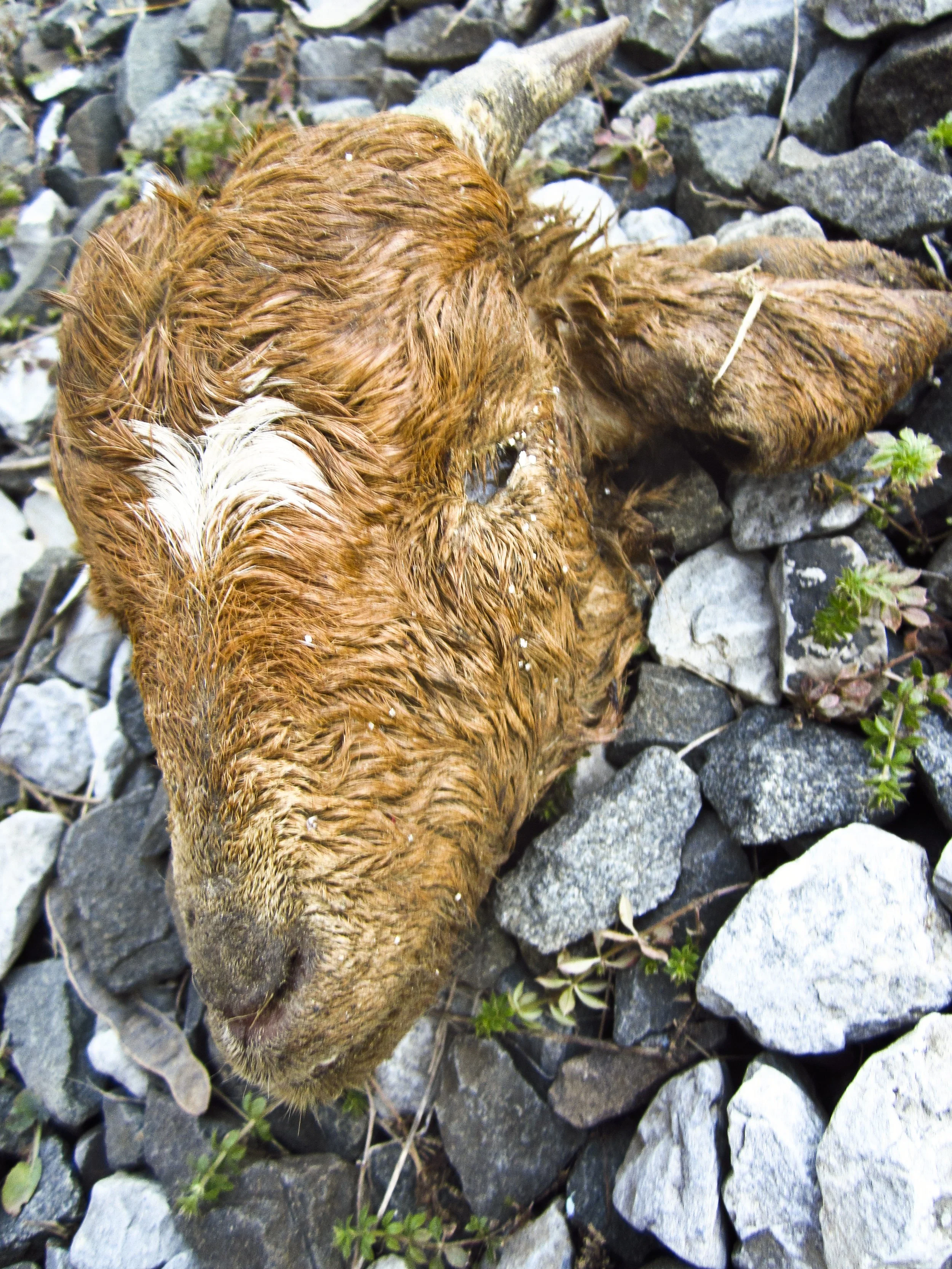 Dead Goat Head.JPG