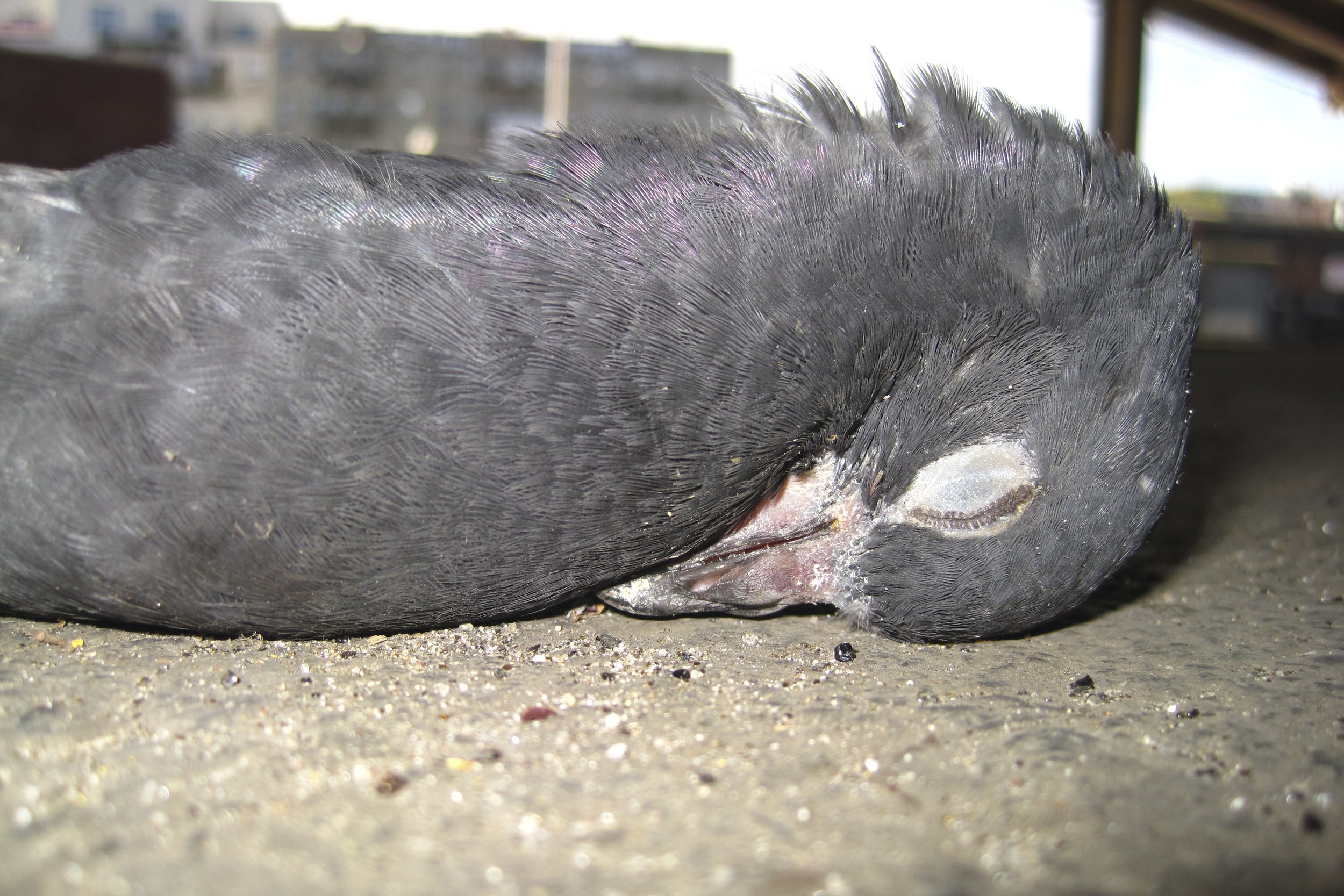 Dead Pigeon 2 May 2010_1.jpg
