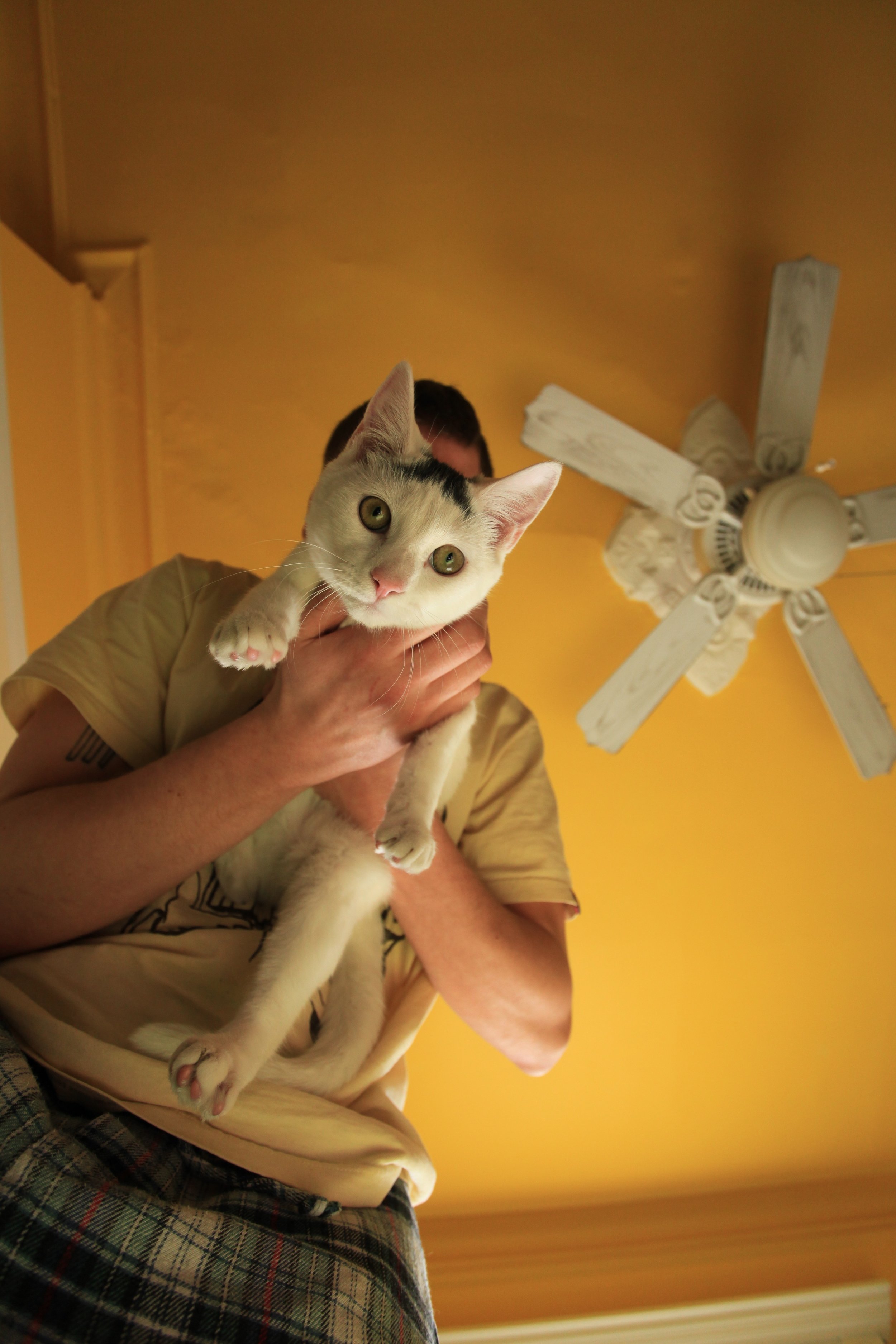Bunny Head Mike Yellow Photo by Vito Fun.JPG