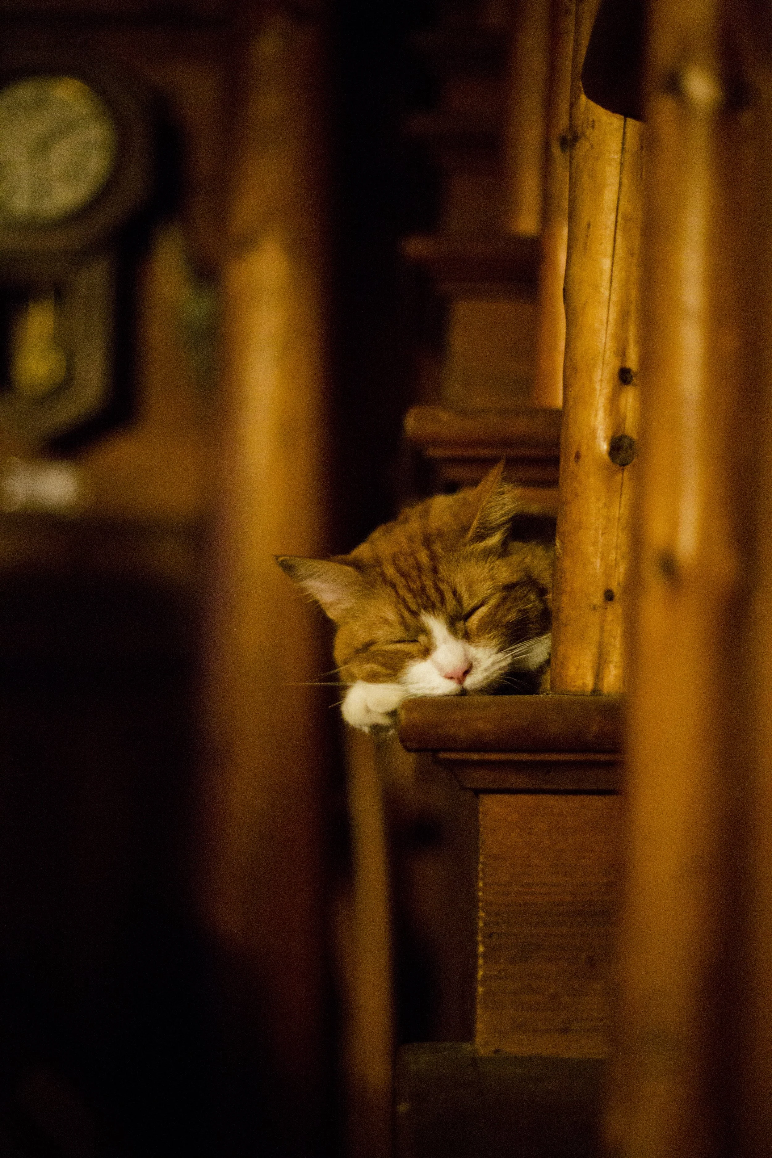Adirondacks 2015 25; Tokyo Cute Stairs Sleeping.JPG