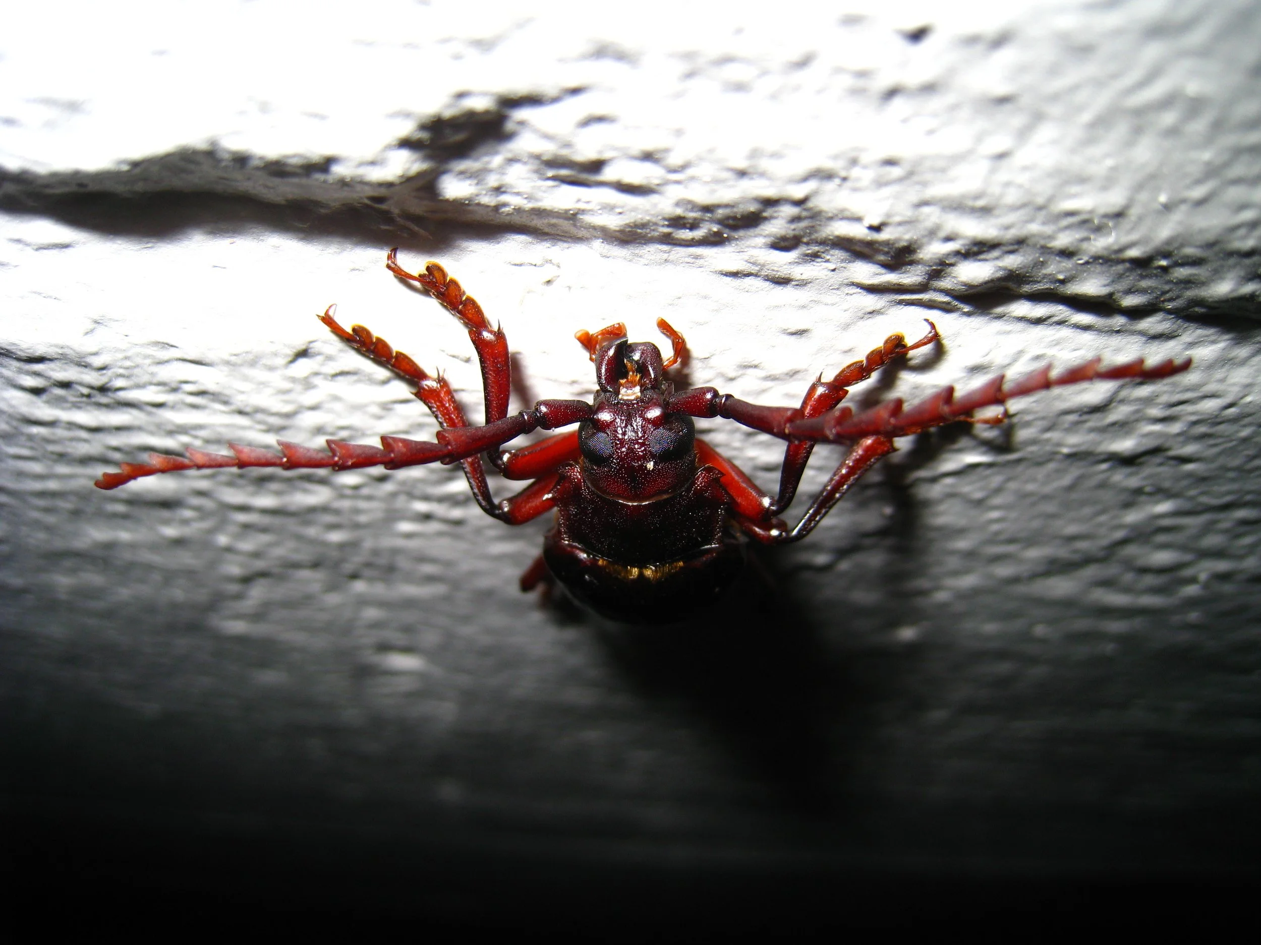 Beetle On Wall 2 Photo by Vito Fun.JPG