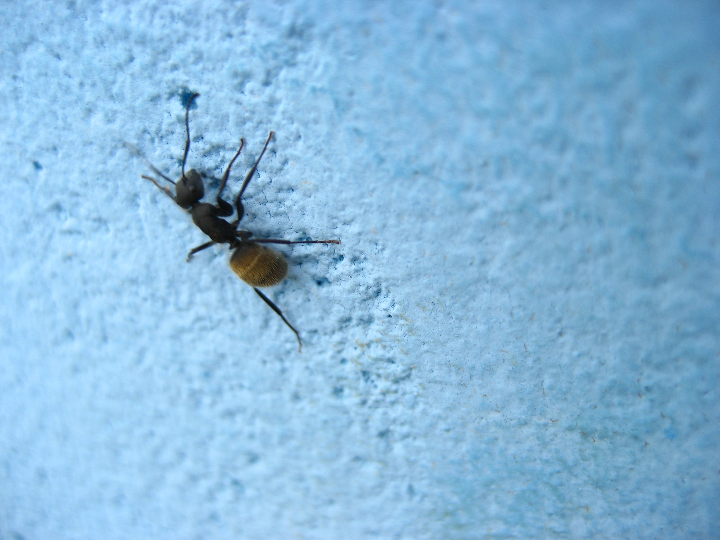 Brazil February 2008; Ant On Blue Wall Macro.JPG