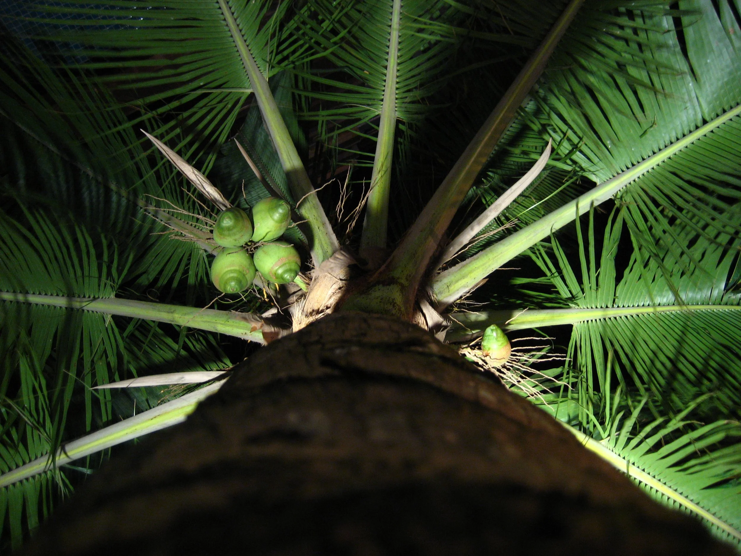 Brazil February 2008; Coconut Tree.JPG