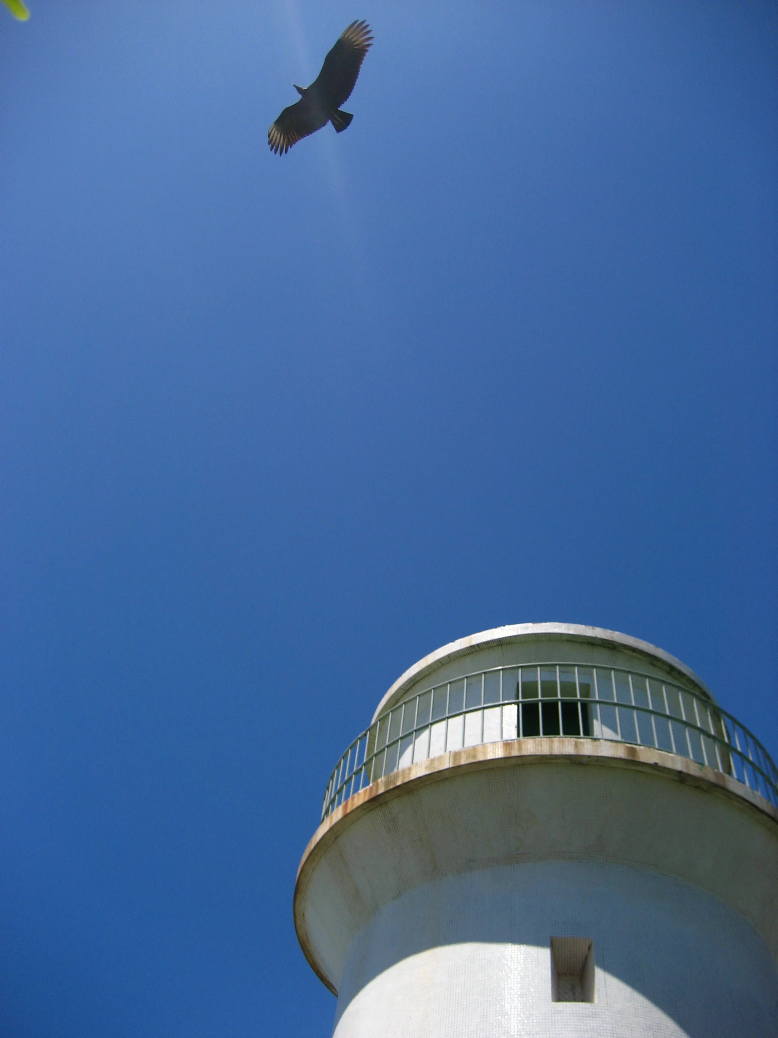 Brazil February 2008; Perfect Beach Buzzard Flying Off Lighthouse.JPG