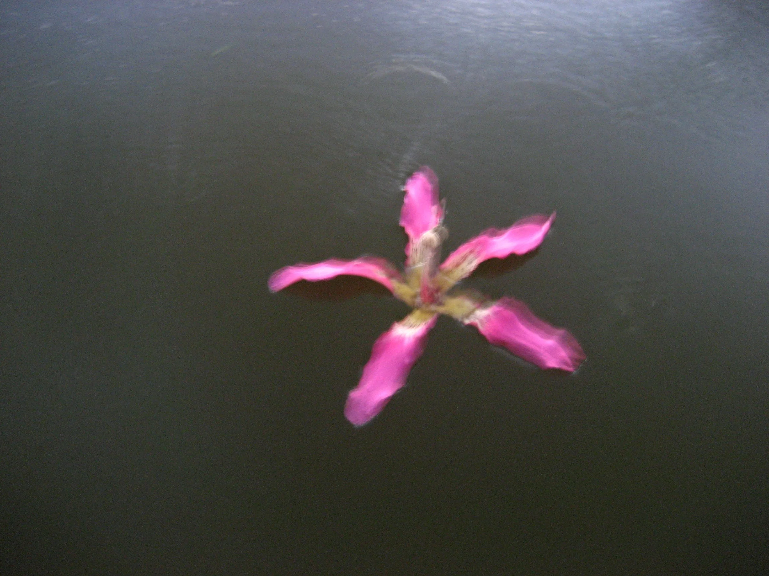 Buenos Aires March 2007; Tripping In Park Flower In Water.JPG