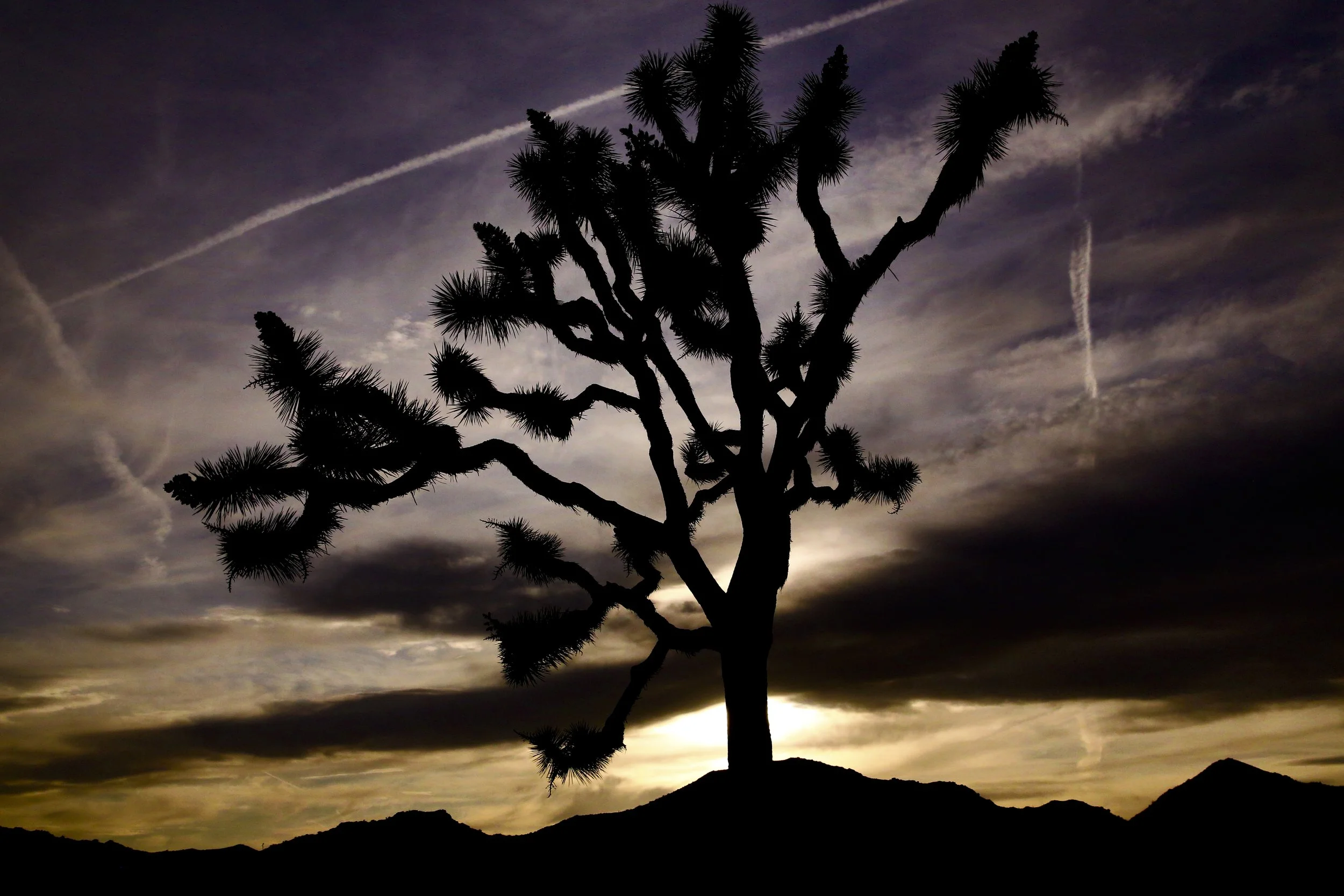 California April 2019 Joshua Tree 12; Sunset Silhouette Chemtrails.jpg