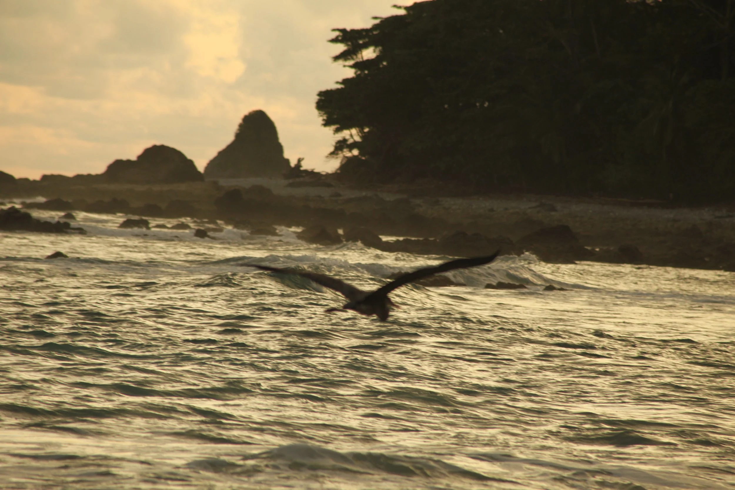 Costa Rica 2009; Sunset Vista Bird.JPG