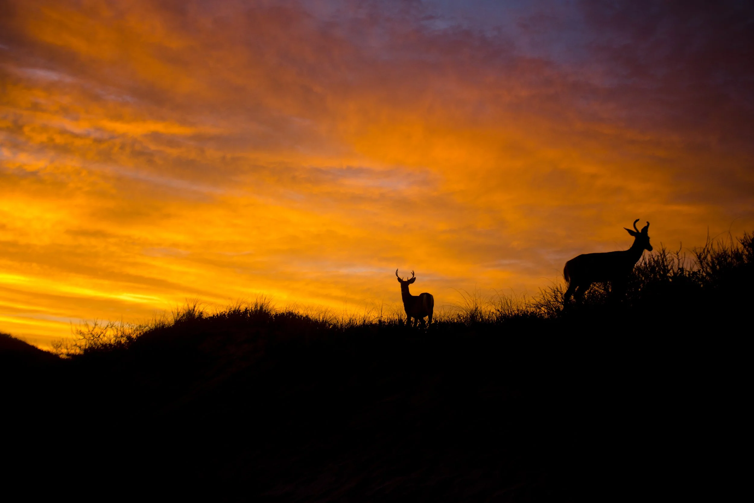 Fire Island Pines September 20th & 21st 2014 1; Deer Beach Sunset Silhouette Photo by Vito Fun.jpg