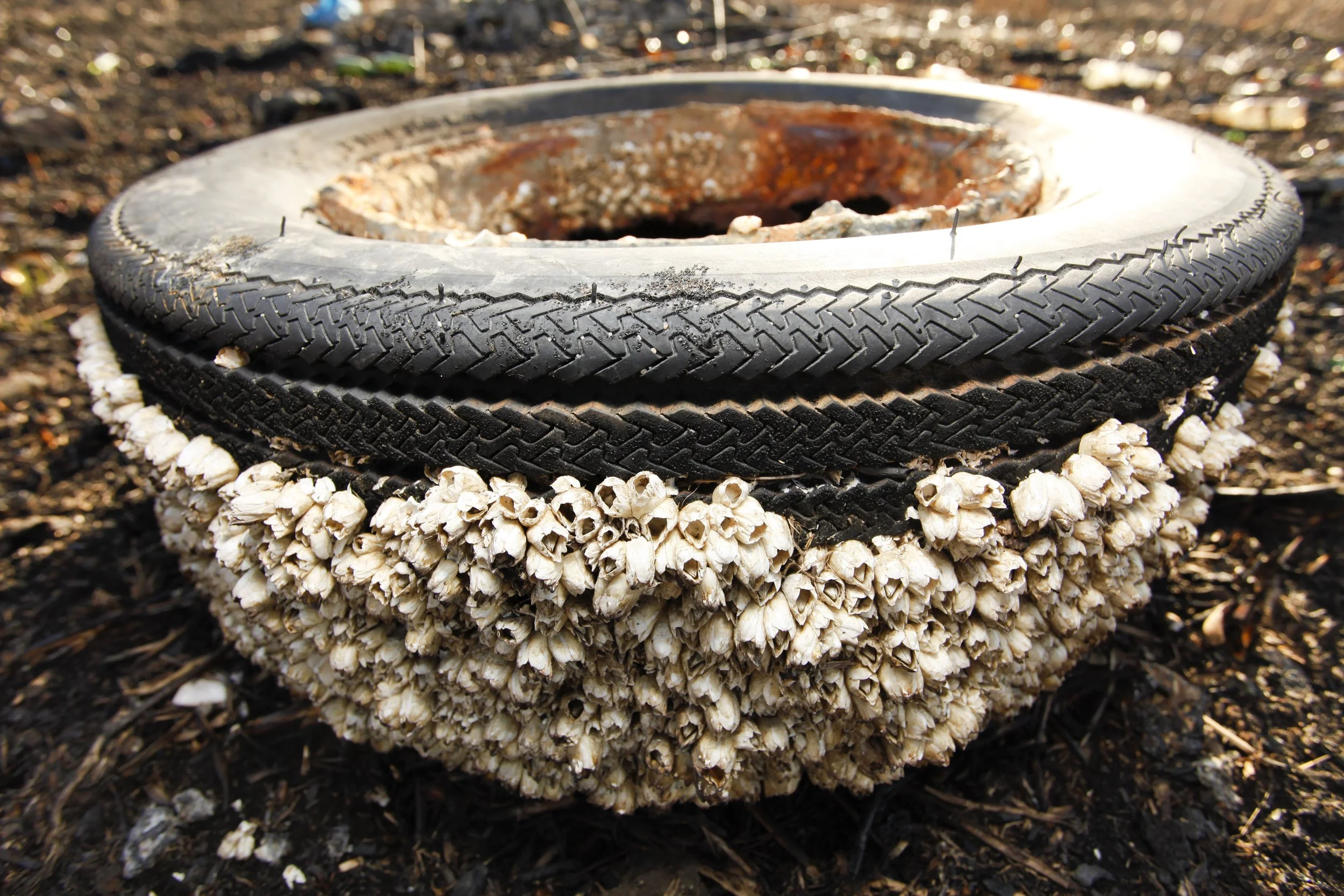 Gerritsen Creek; Barnacle Riddled Tire 2 Photo by Vito Fun.jpg