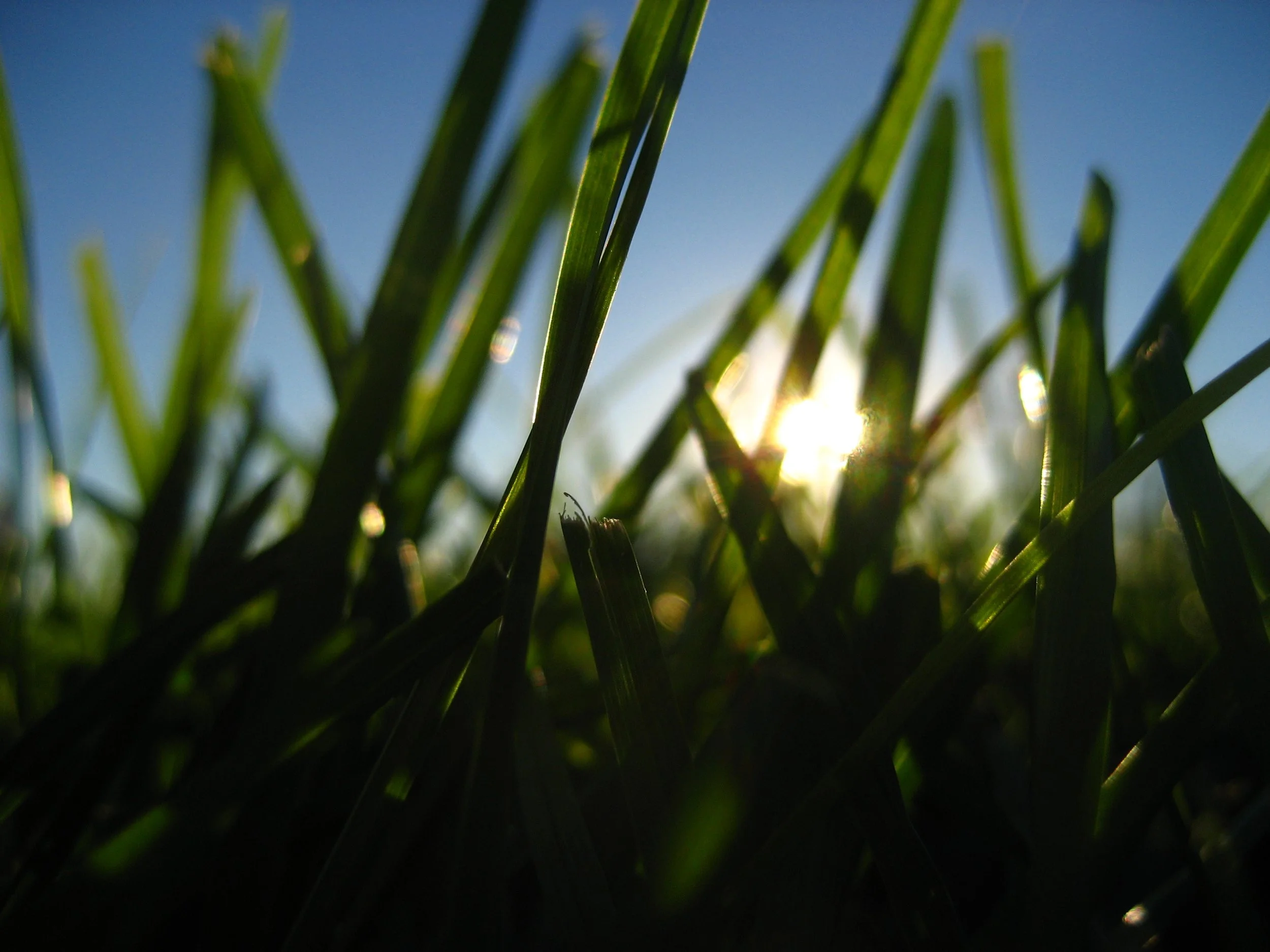 Macro Of Grass With Sunset From Below.JPG
