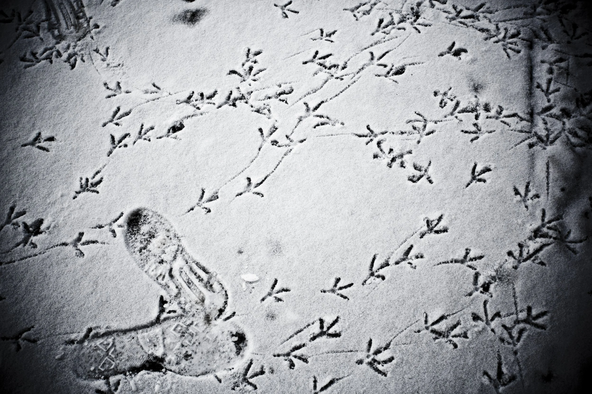 Pigeon Footprints In Morning Snow 1.JPG