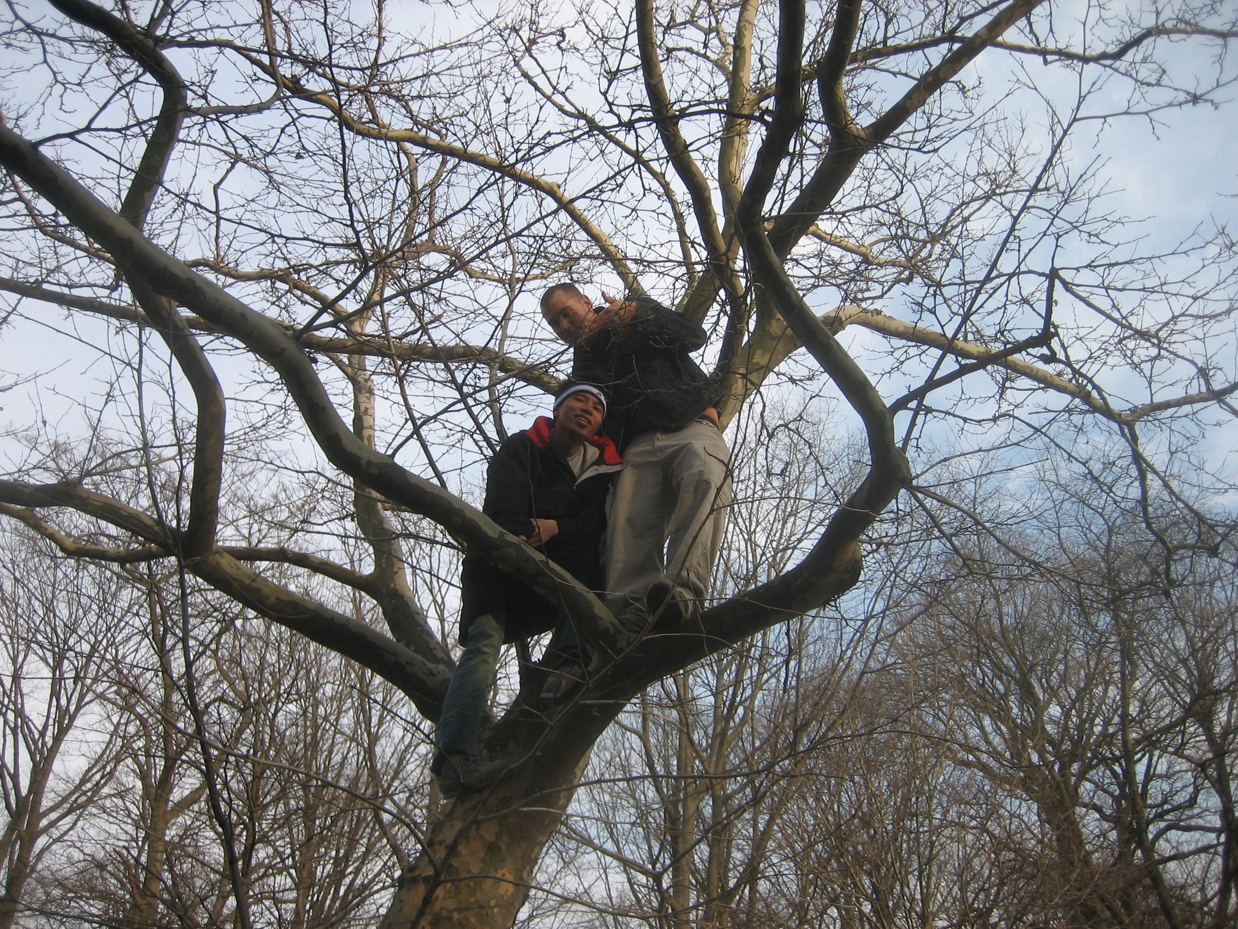 Climbing; Clem Vito Tree 1.JPG