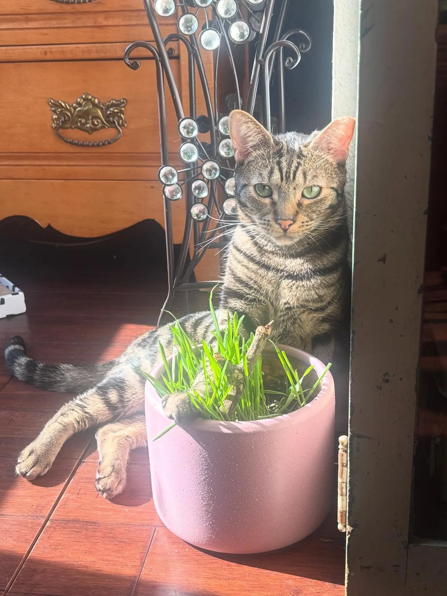 Morph here reminding us that plants can be a great form of self care. Morph especially loves his cat grass and getting to play with it and eat it 😻🪴🐾#jadeandjinx #mentalhealthmatters #plantsmakemehappy #plantsandmentalhealth💚🌱