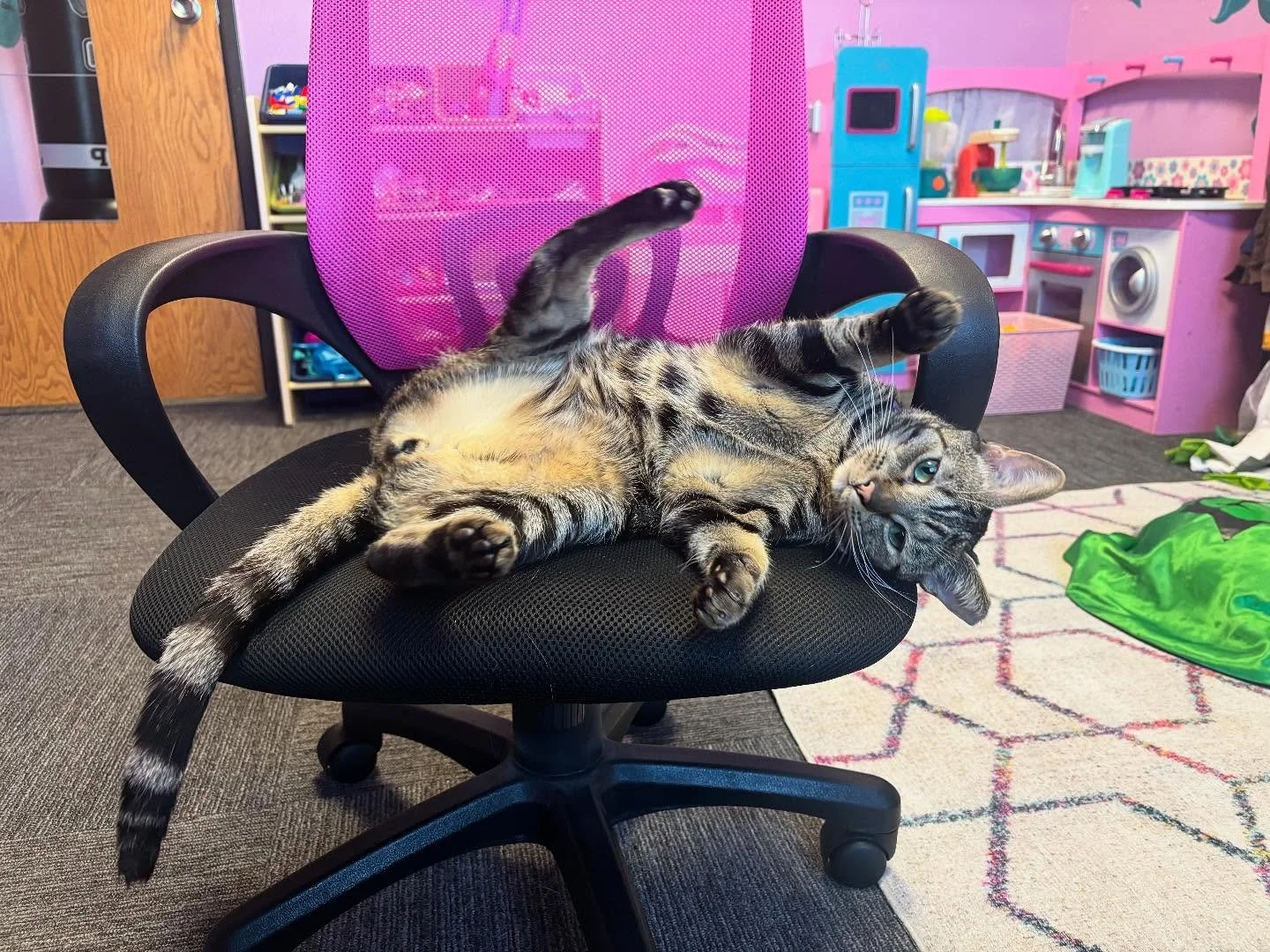 Morph here, just being himself and reminding us to express ourselves in authentic ways 🙃#jadeandjinx #mentalhealthmatters #animalassistedtherapy #catcotherapist #aaaip