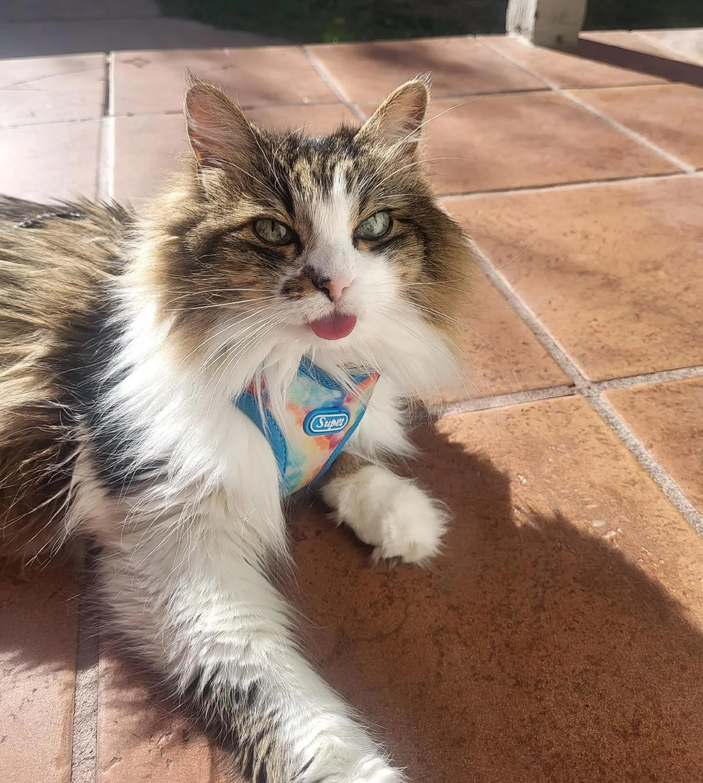 It is with the heaviest of hearts that I share some very sad news from our Jade and Jinx family. After a short battle with lymphoma we have lost our amazing CEO and Cofounder at Jade and Jinx, our beautiful Jade girl. Our hearts are broken but we are