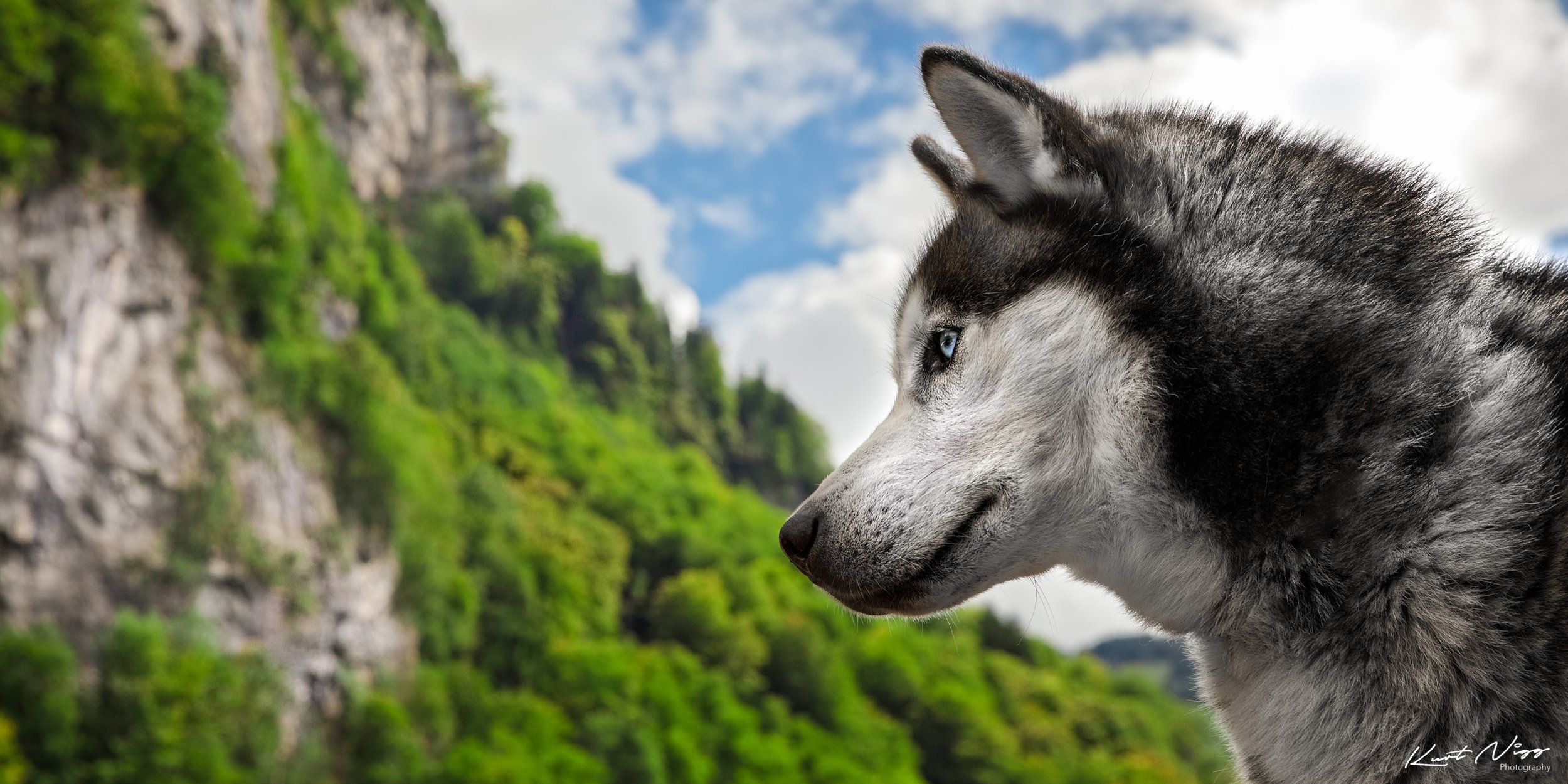 2374_huskie.jpg