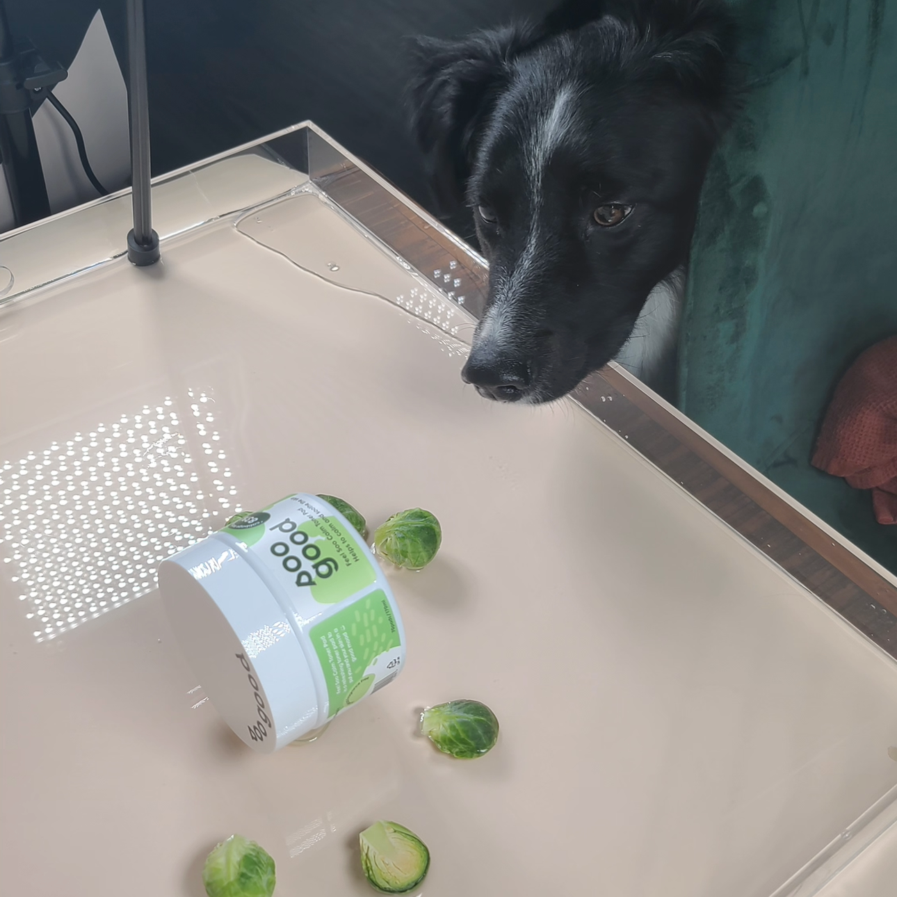 A black and white dog looks at a spilled container of PooP organic Brussels sprouts on a beige table.