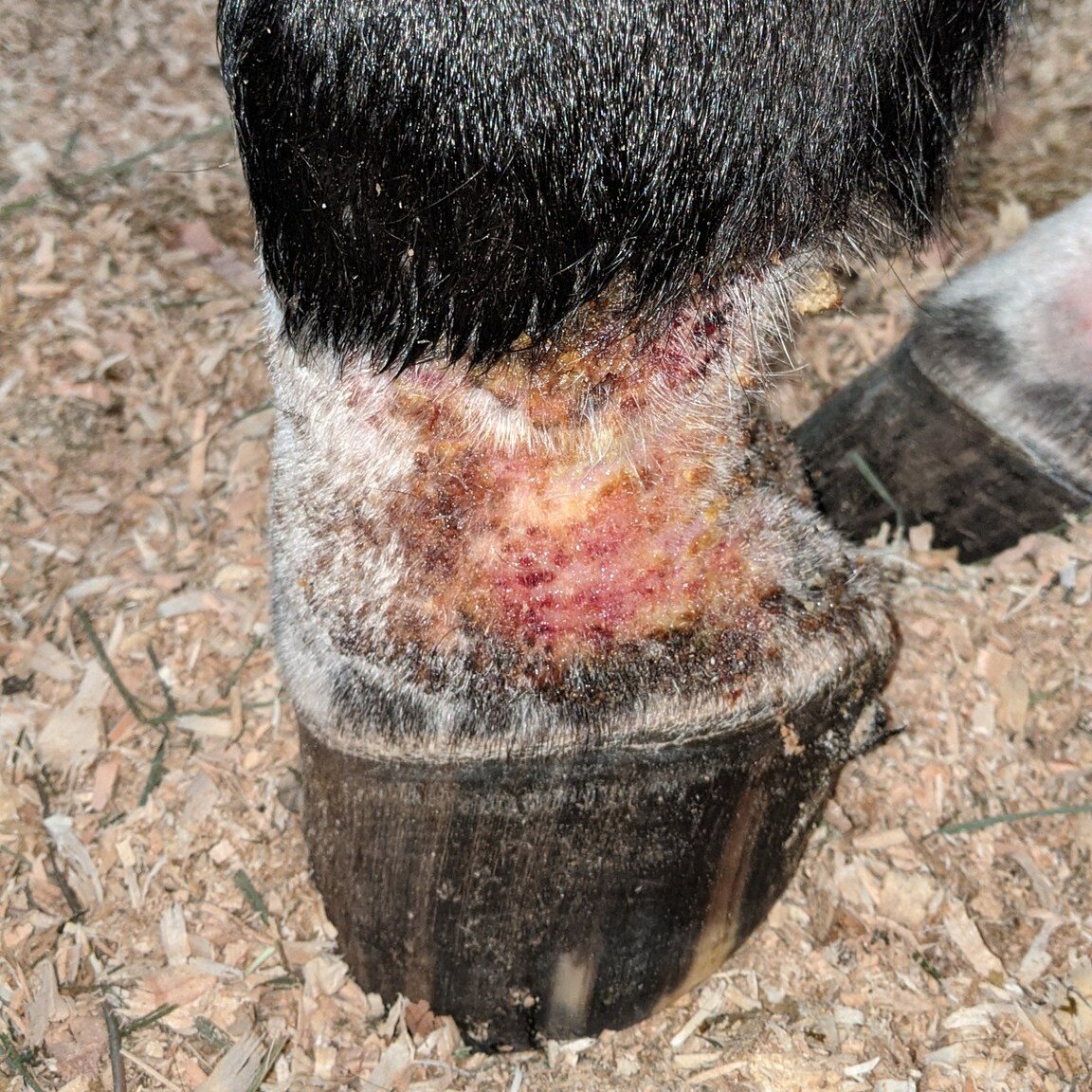 Pastern dermatitis (aka mud fever, scratches)

While this is a problem that plagues horses every year, the overall wet and warm winter this year has created some spectacularly moist and muddy conditions and we are seeing  an increased number of sever