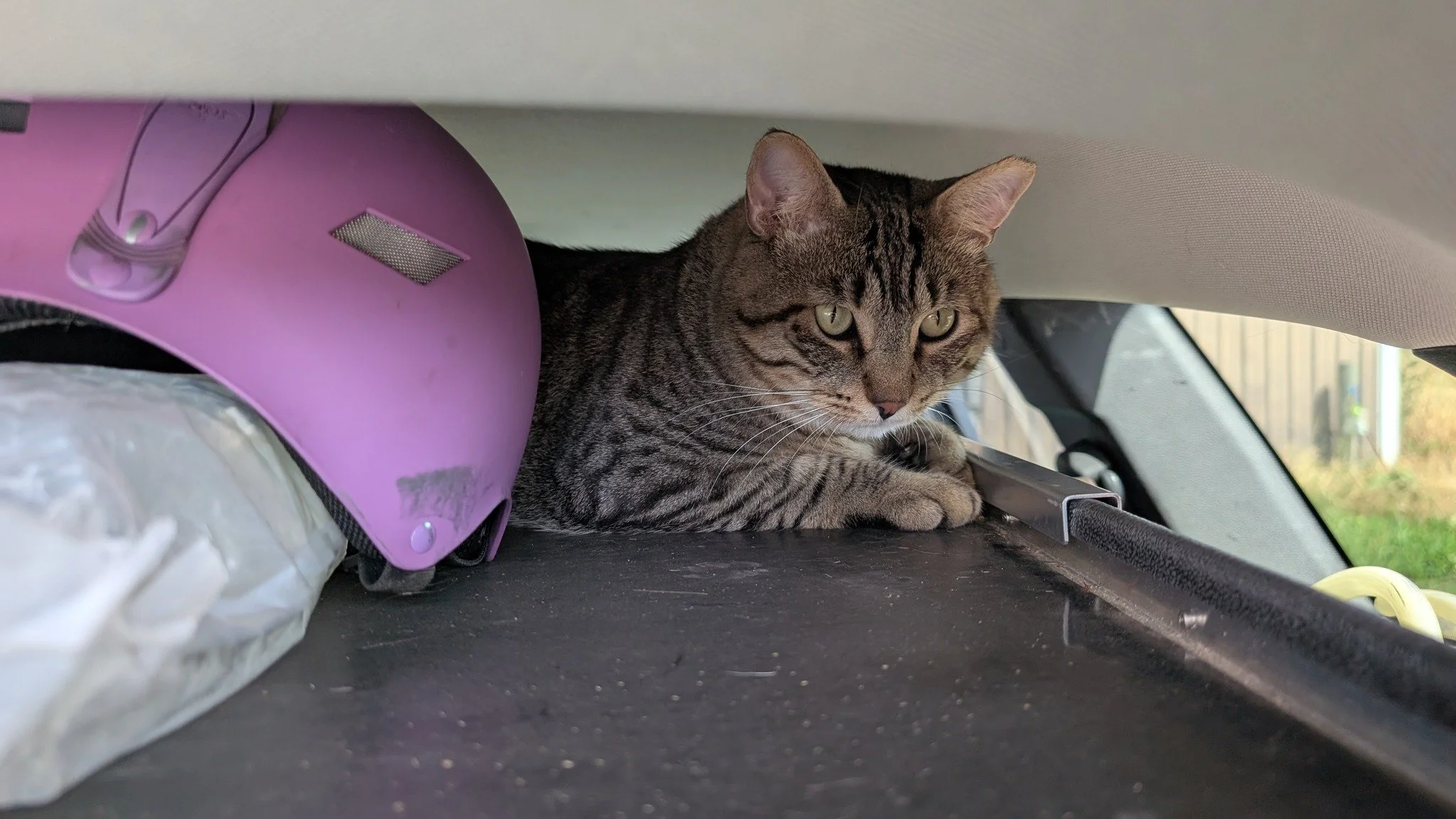 Kittie stowaways!  Some very friendly and curious barn cats checking out the inside of the vet vehicles this week.  The top of the vet box is a favorite place for them to explore.  We always try to check to make sure we don't drive away with anyone's