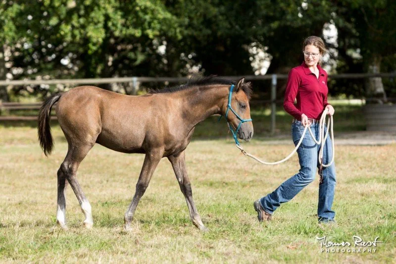 It is never too early to teach a horse good ground manners and basic horse life skills.

Foals grow fast! (they will only be bigger tomorrow...) so start laying the foundation early, while they are still with their dam.  Then continue to work with th