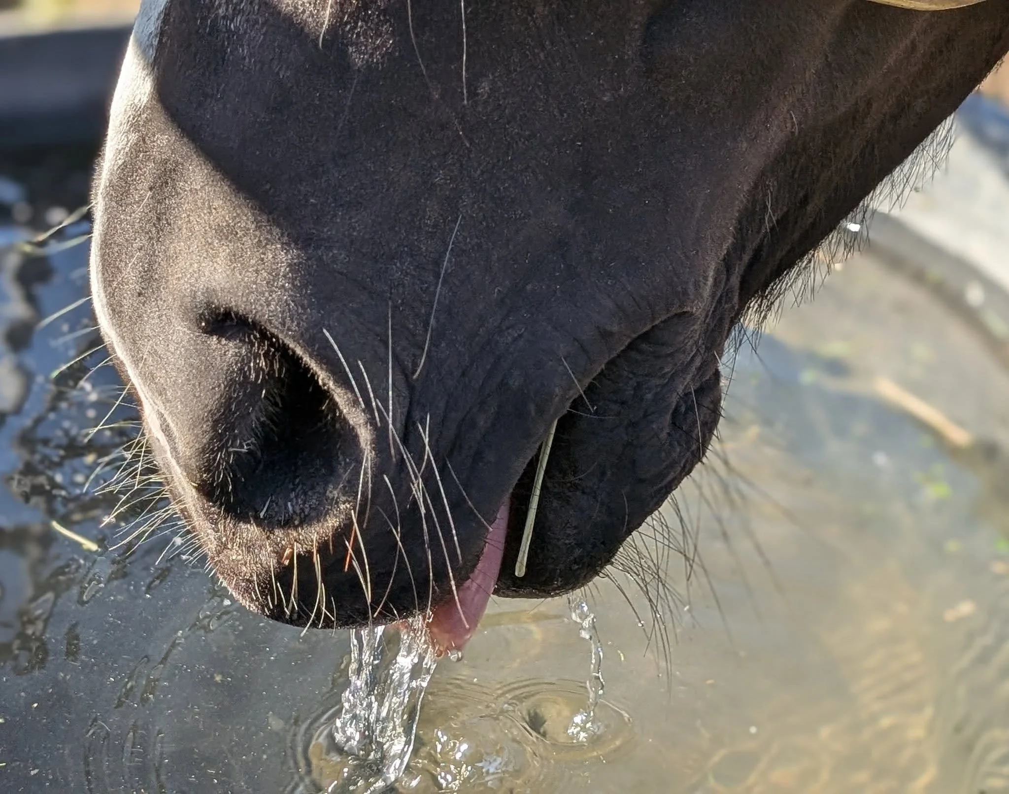 When the weather gets spicy don't forget to follow some general guidelines to keep your horses happy and healthy!

**Provide plenty of water and re-fresh daily, especially if water sources are exposed to direct sunlight
**Avoid exertion and trailerin