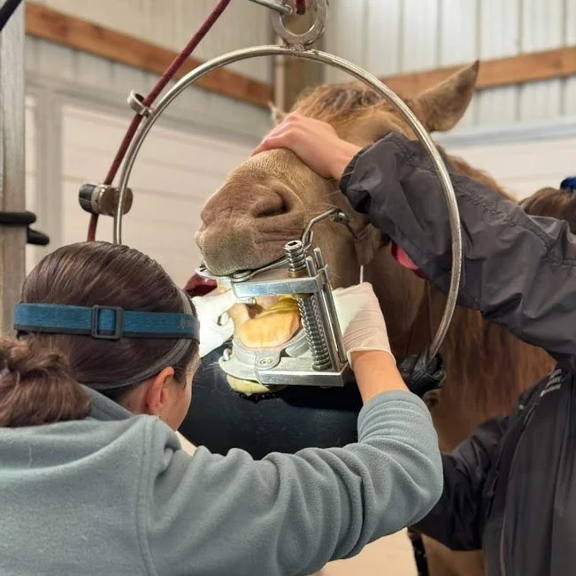 We're Hiring!

We are looking for a new team member to fill a veterinary/office assistant position. 
🐴 3-4 days/week (no weekends). Days start at 8am and usually conclude between 4-6pm
🐴 Requires office and vet assistant work: answering phones and 