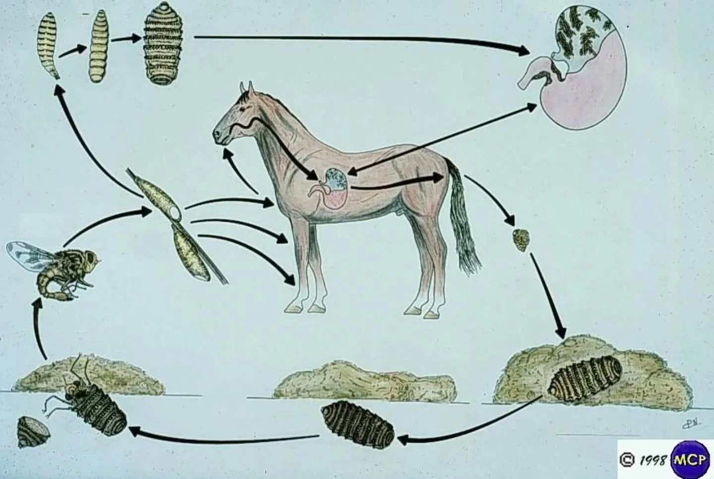 Answer to our last post: This is a bot fly larva!! It was found on a routine dental exam: that's right, found in the mouth! Poking it's little head out from between a couple of teeth 🤢. 

While our doctors may get oddly excited/a little grossed out 