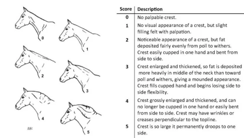 Cresty necks!  Did you know there is actually a scale for evaluating just how cresty that neck really is? 

One study showed that ponies with a cresty neck score of equal to or greater than 3 had 5 times greater odds of being insulin dysregulated. 

