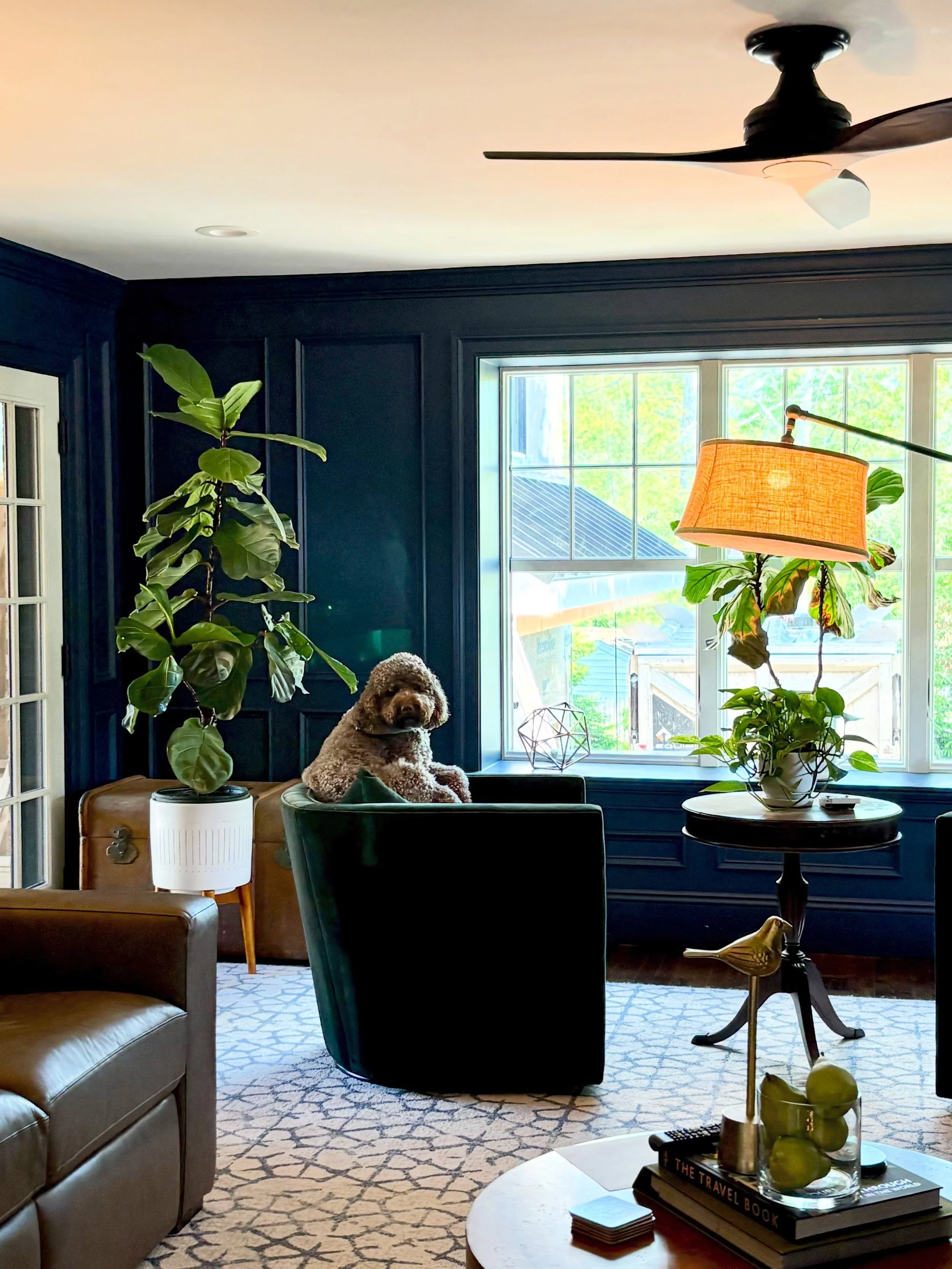 Design actually is, in fact, for the dogs.

This chair was carefully selected for scale, comfort, durability&hellip;and apparently canine supervision of the whole neighborhood🐾

Pet friendly decorating, dogs on furniture, real life design 

#dogsofi