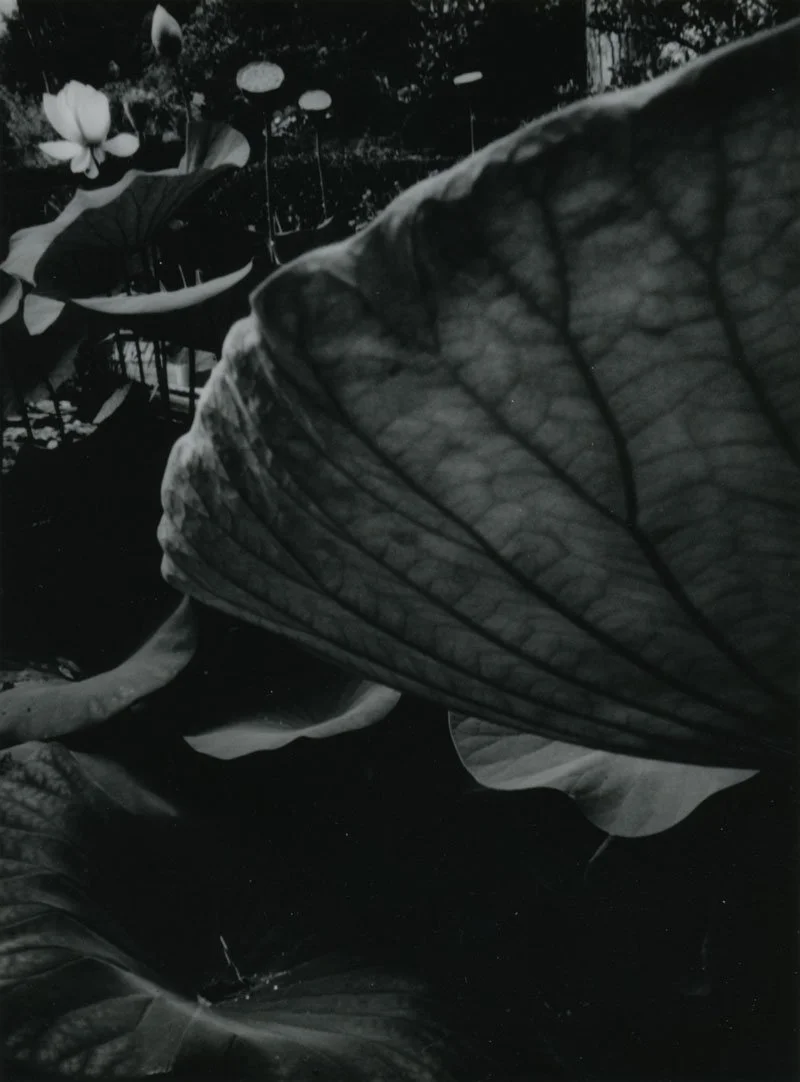 Shablewska LUNARIS FLORA 2000-2002 LUNARIS 2.jpeg