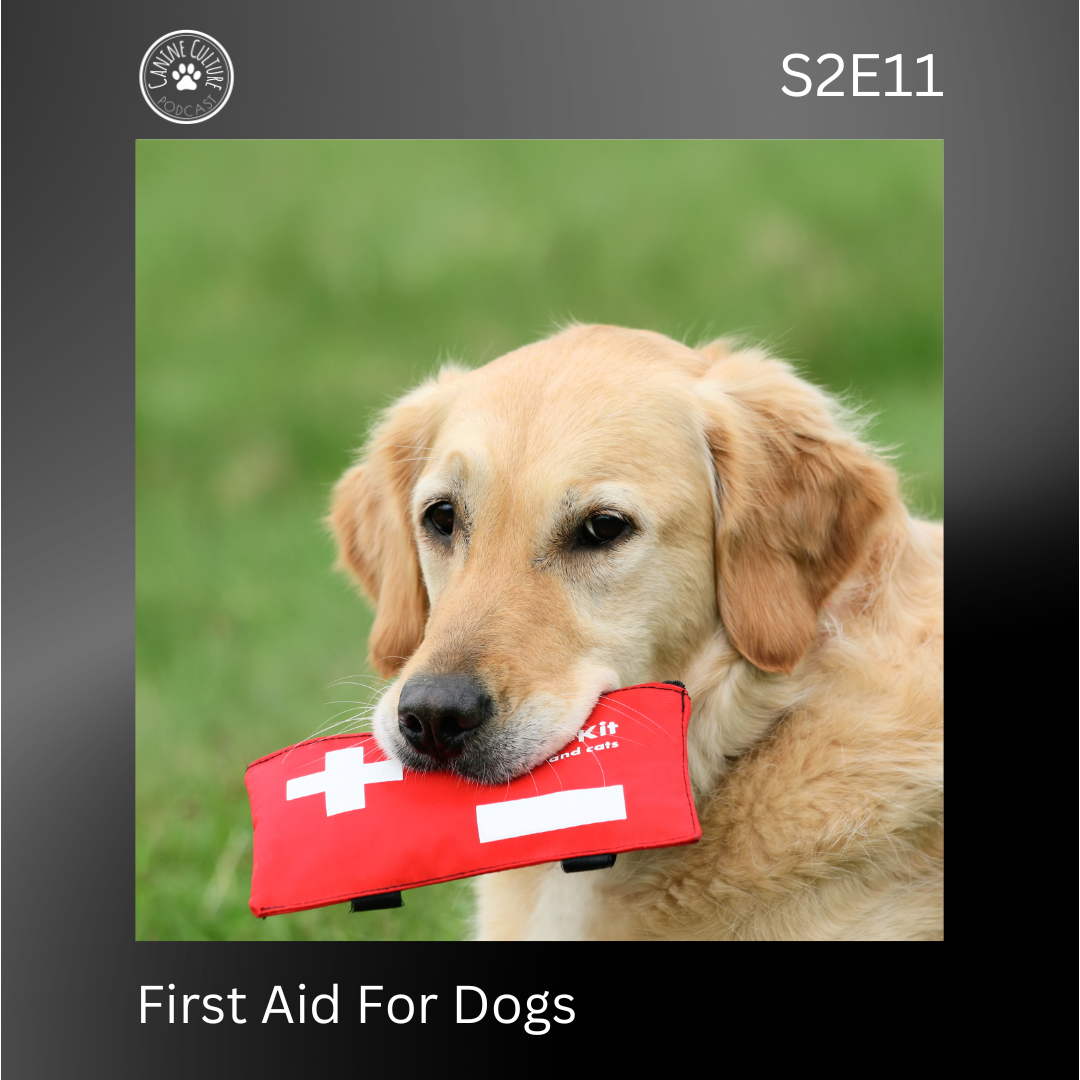 First Aid For Dogs