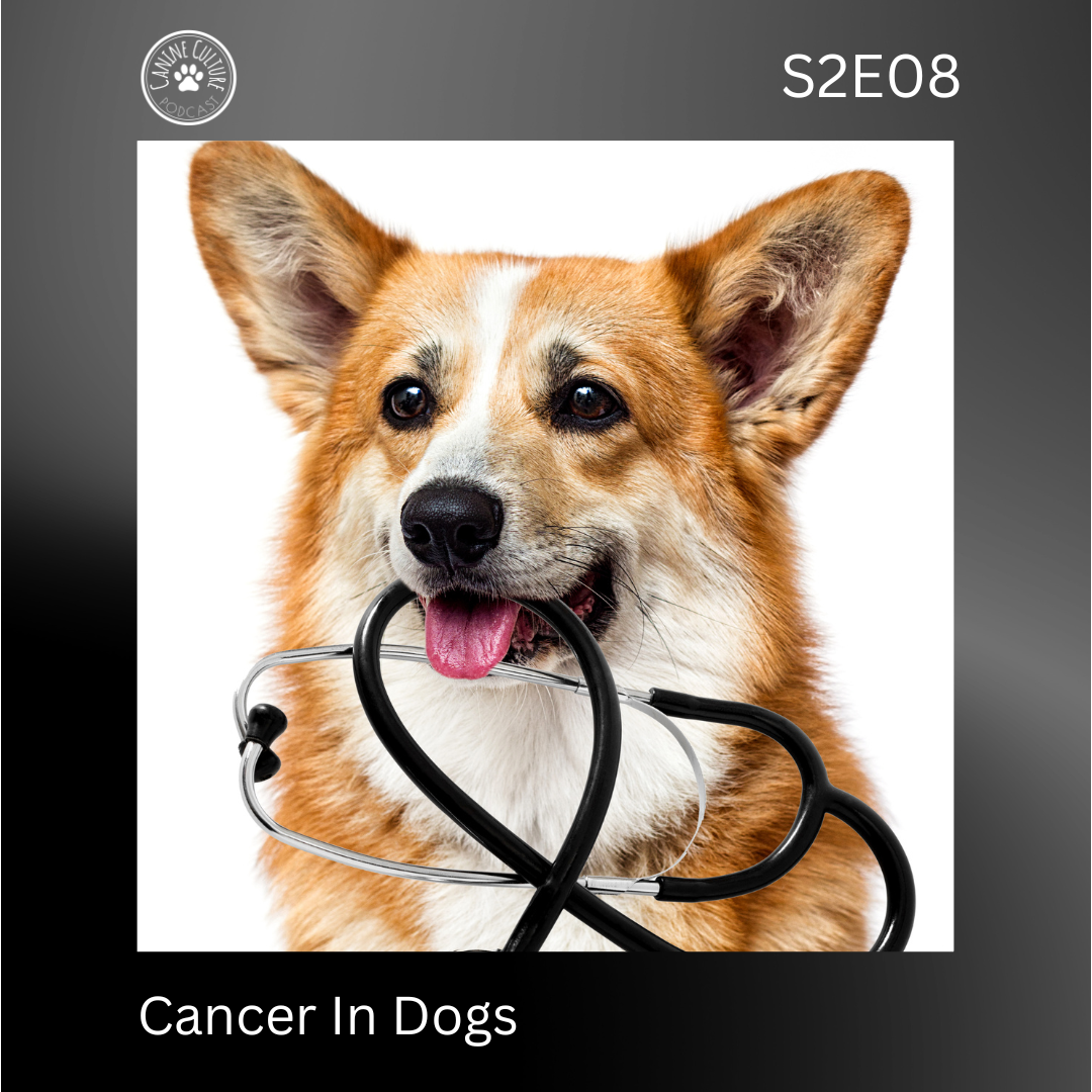 Cancer In Dogs
