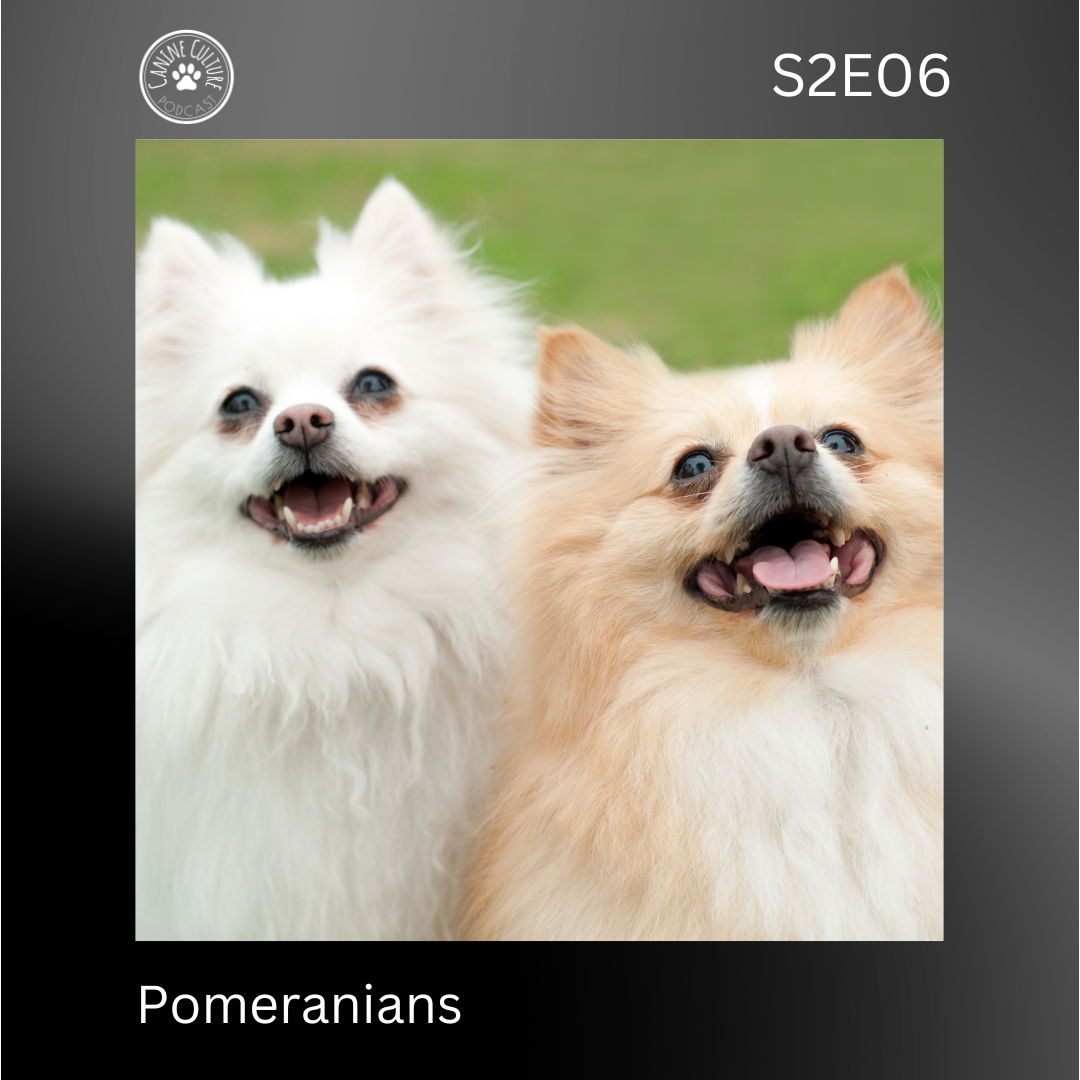 Pomeranians