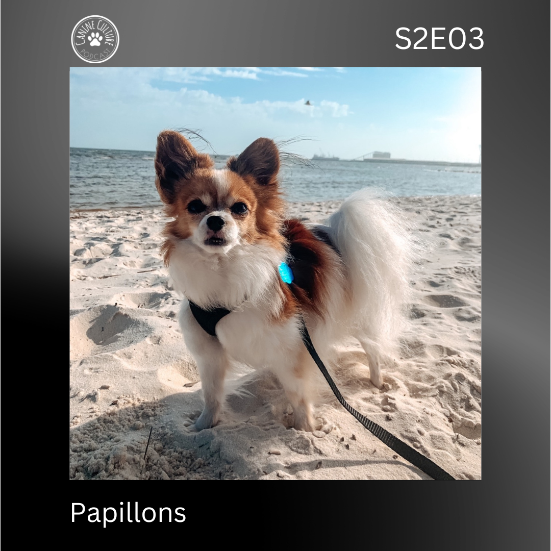 Papillons