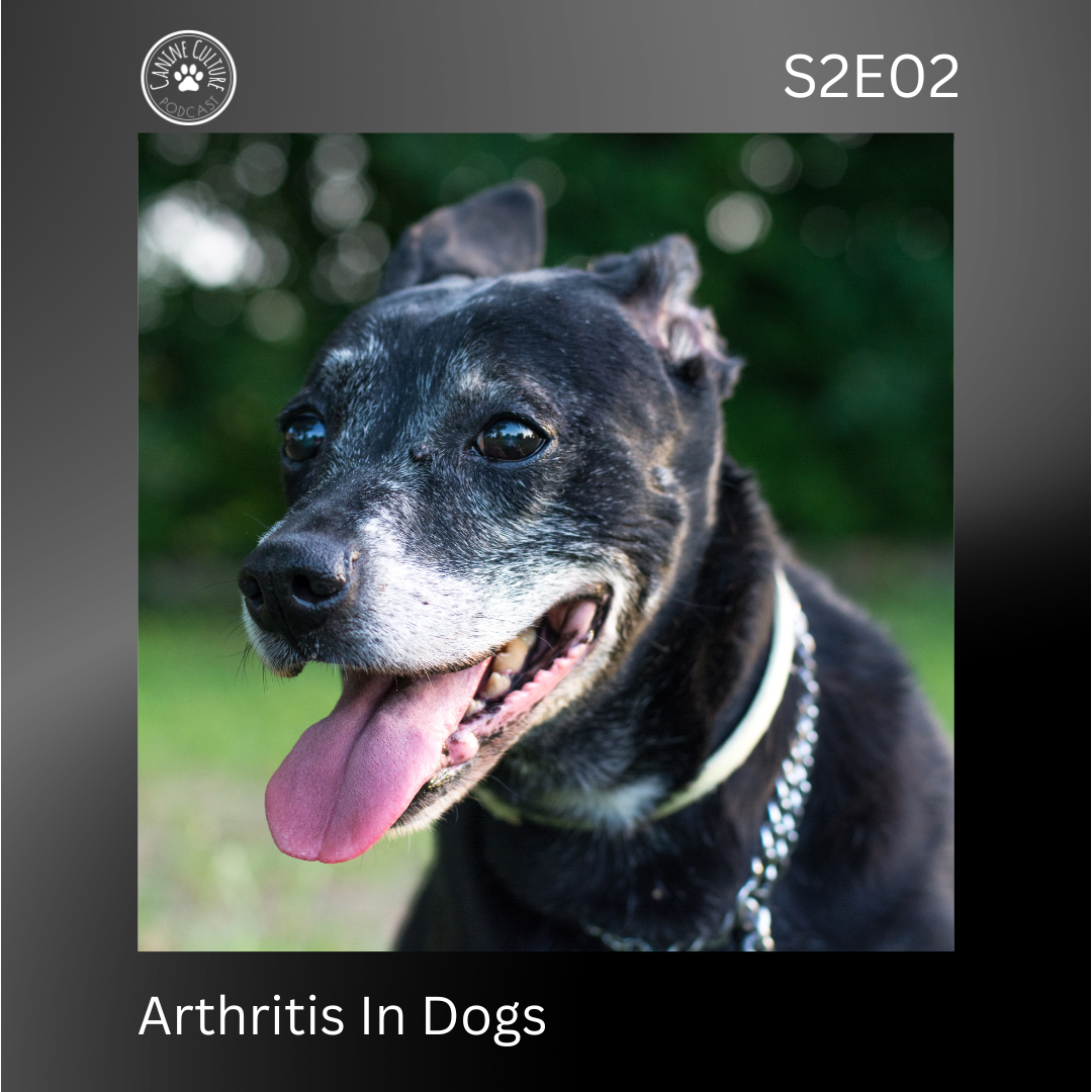 Arthritis In Dogs