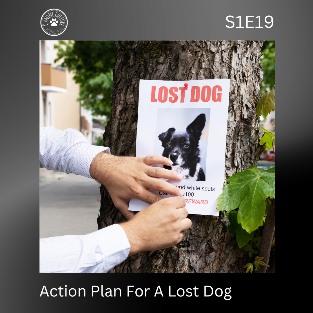 Action Plan For A Lost Dog