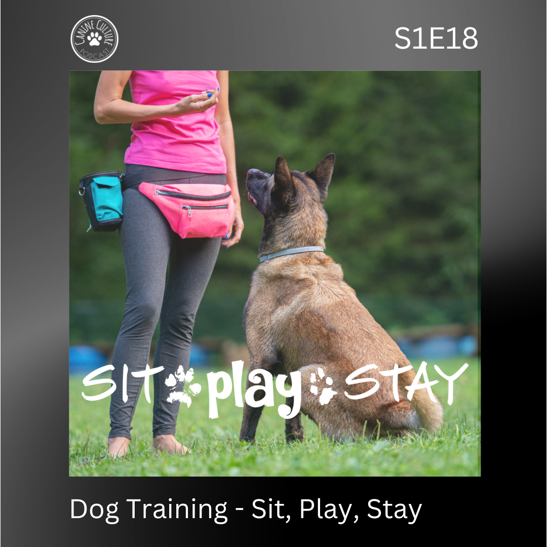 Dog Training - Sit, Play, Stay