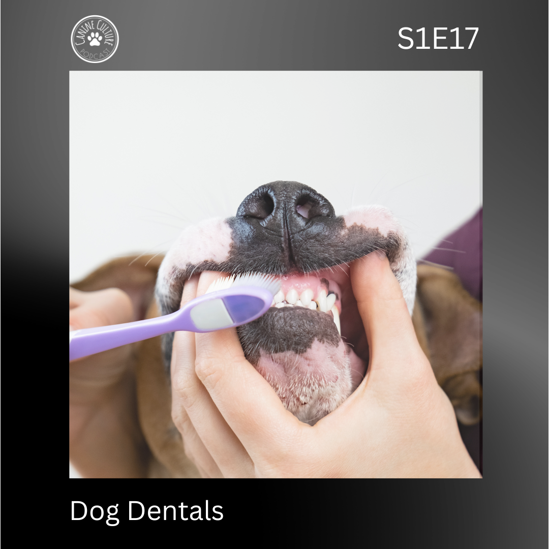Dog Dentals