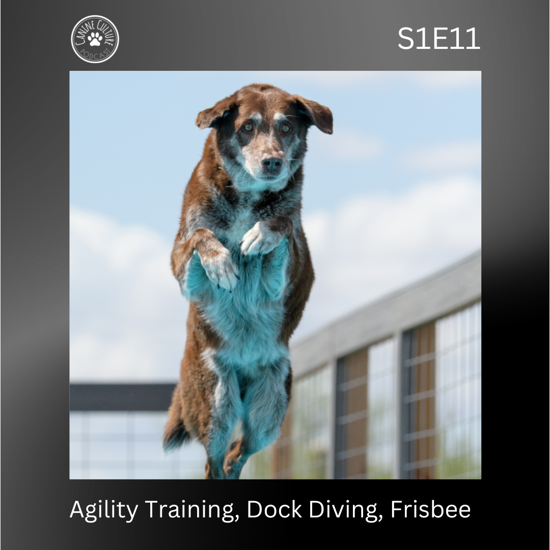 Agility Training, Dock Diving, Frisbee
