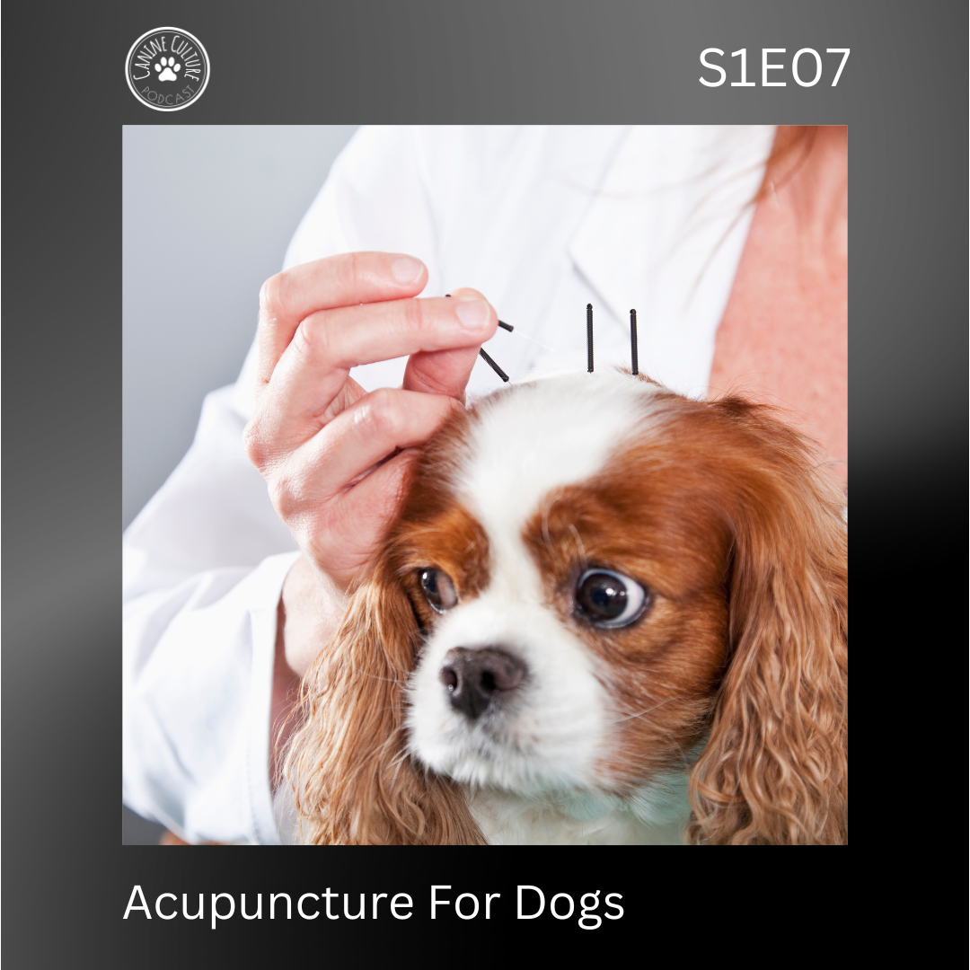 Acupuncture For Dogs