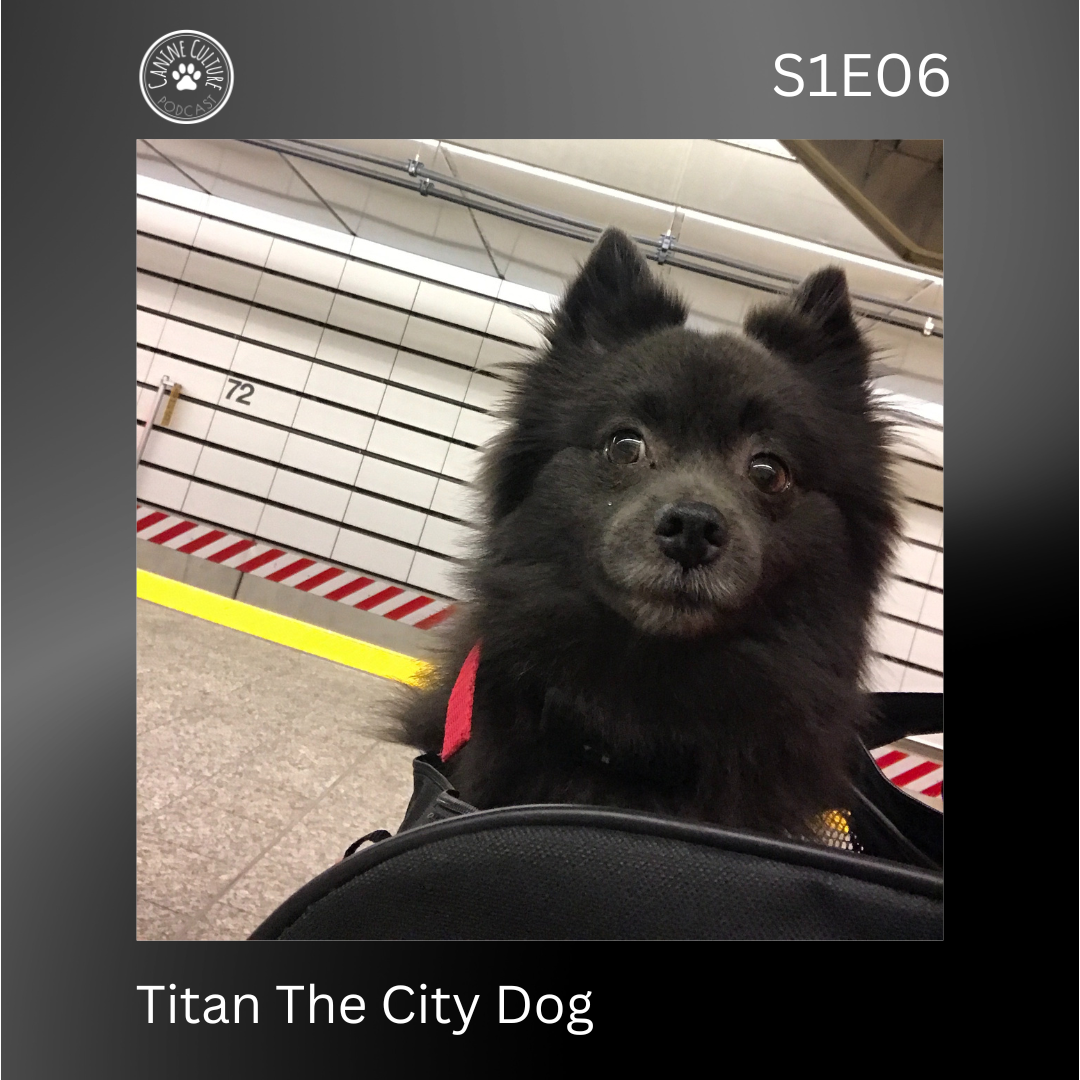 Titan The City Dog
