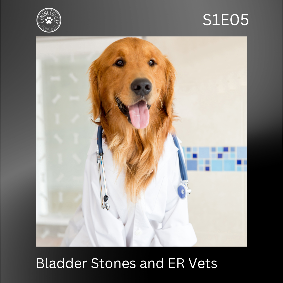 Bladder Stones and ER Vets