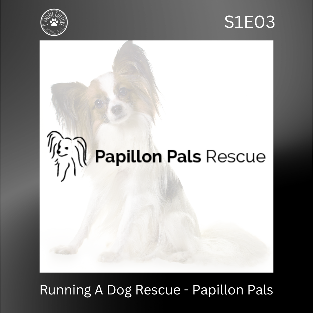 Running A Dog Rescue - Papillon Pals
