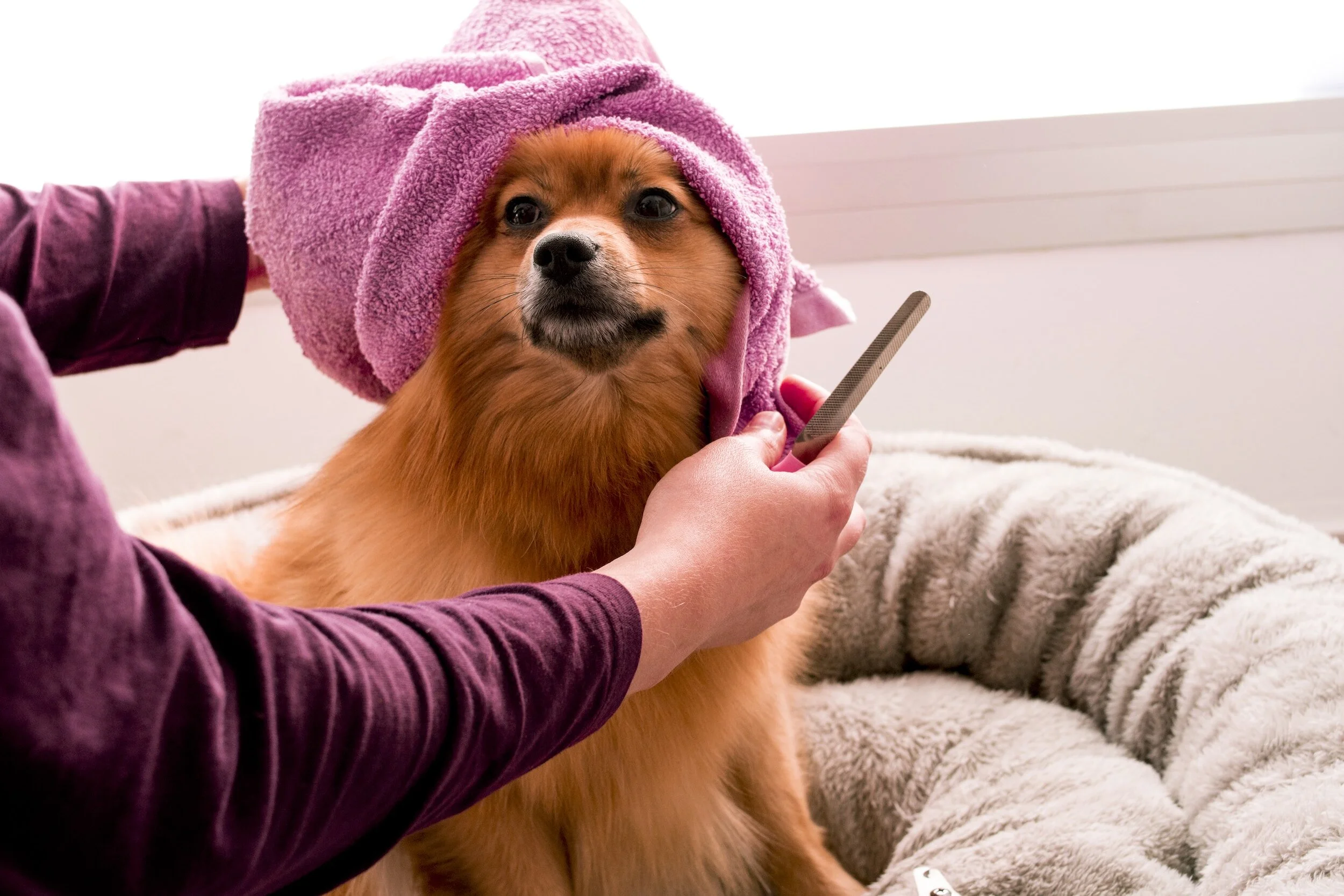 Red Pomeranian getting groomed wearing a pink head towel